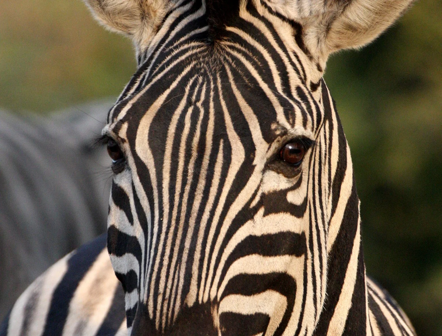 Equus quagga burchellii - BURCHELL'S (DAMARALAND) - IMFOLOZI NATIONAL PARK SOUTH AFRICA (13).JPG