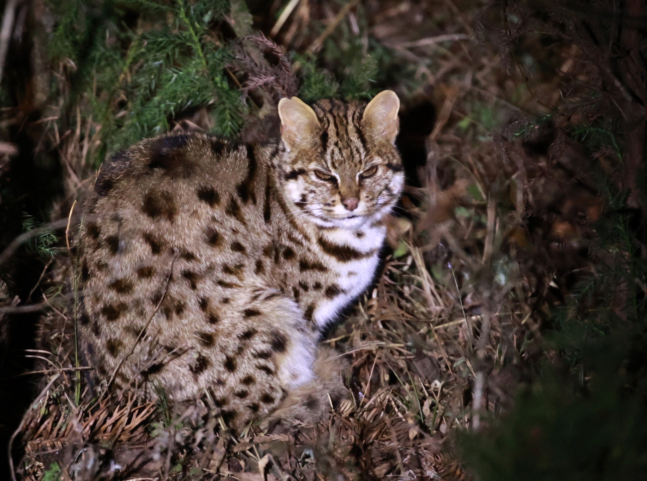 Mainland Leopard Cat (Prionailurus bengalensis) Tangjiahe National Nature Reserve, Sichuan China (6).jpg