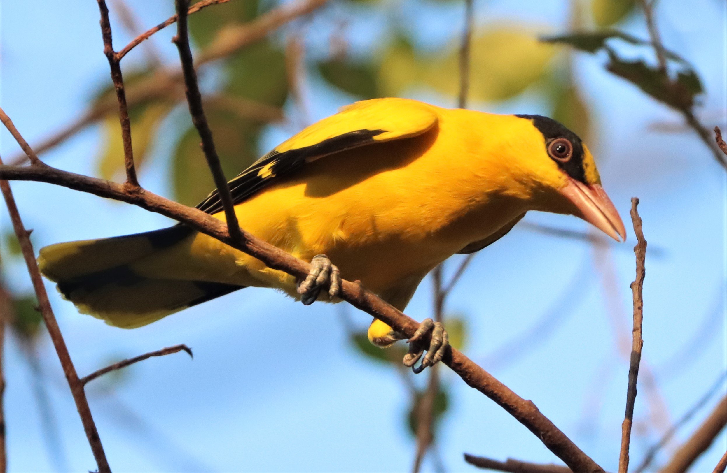 Black-napped Oriole (Oriolus chinensis) Rama 9 Park Bangkok (30).jpg