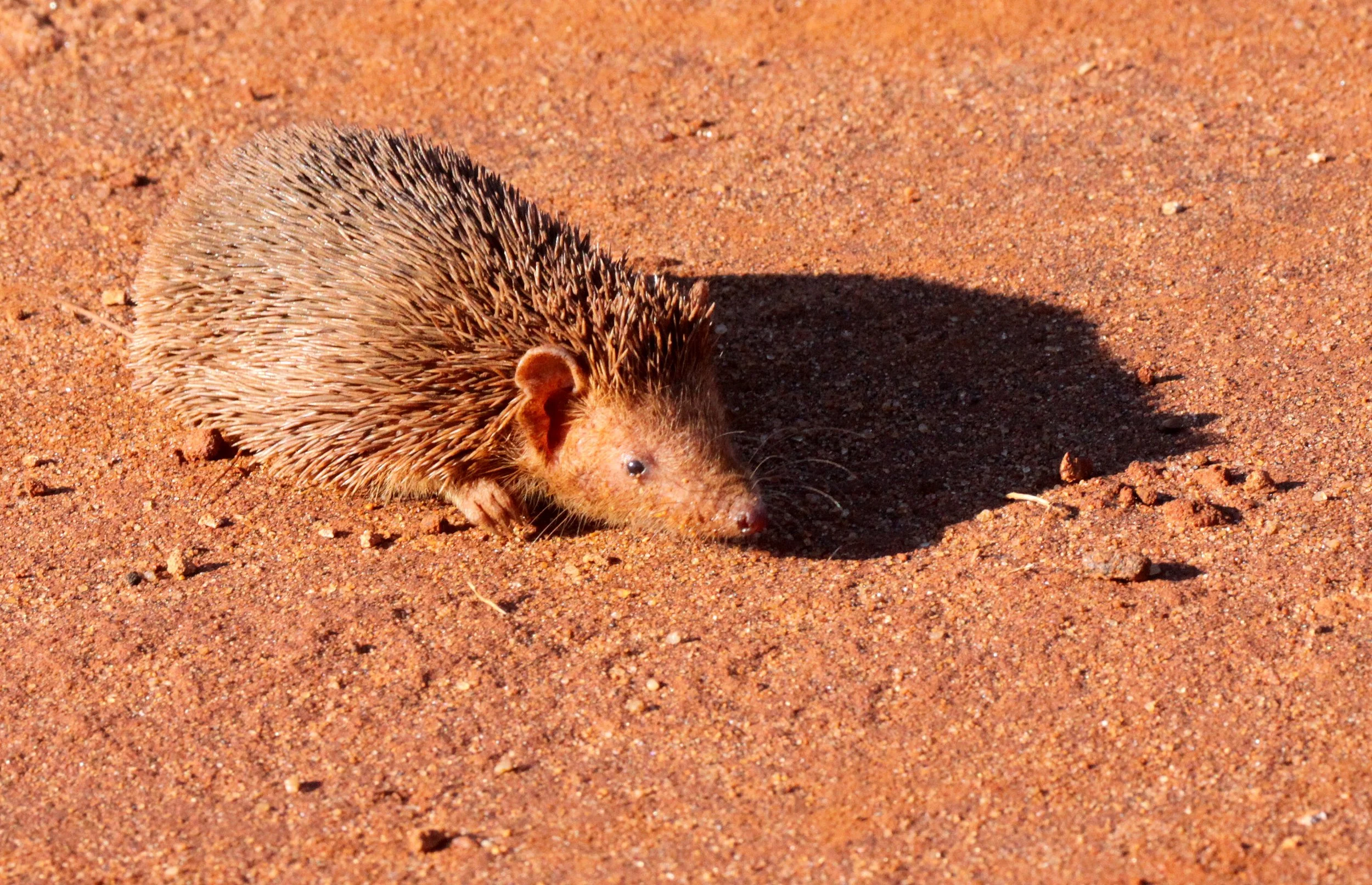 Echinops telfairi - LESSER HEDGEHOG TENREC - ORDER AFROSORICIDA - BERENTY RESERVE MADAGASCAR (16).JPG