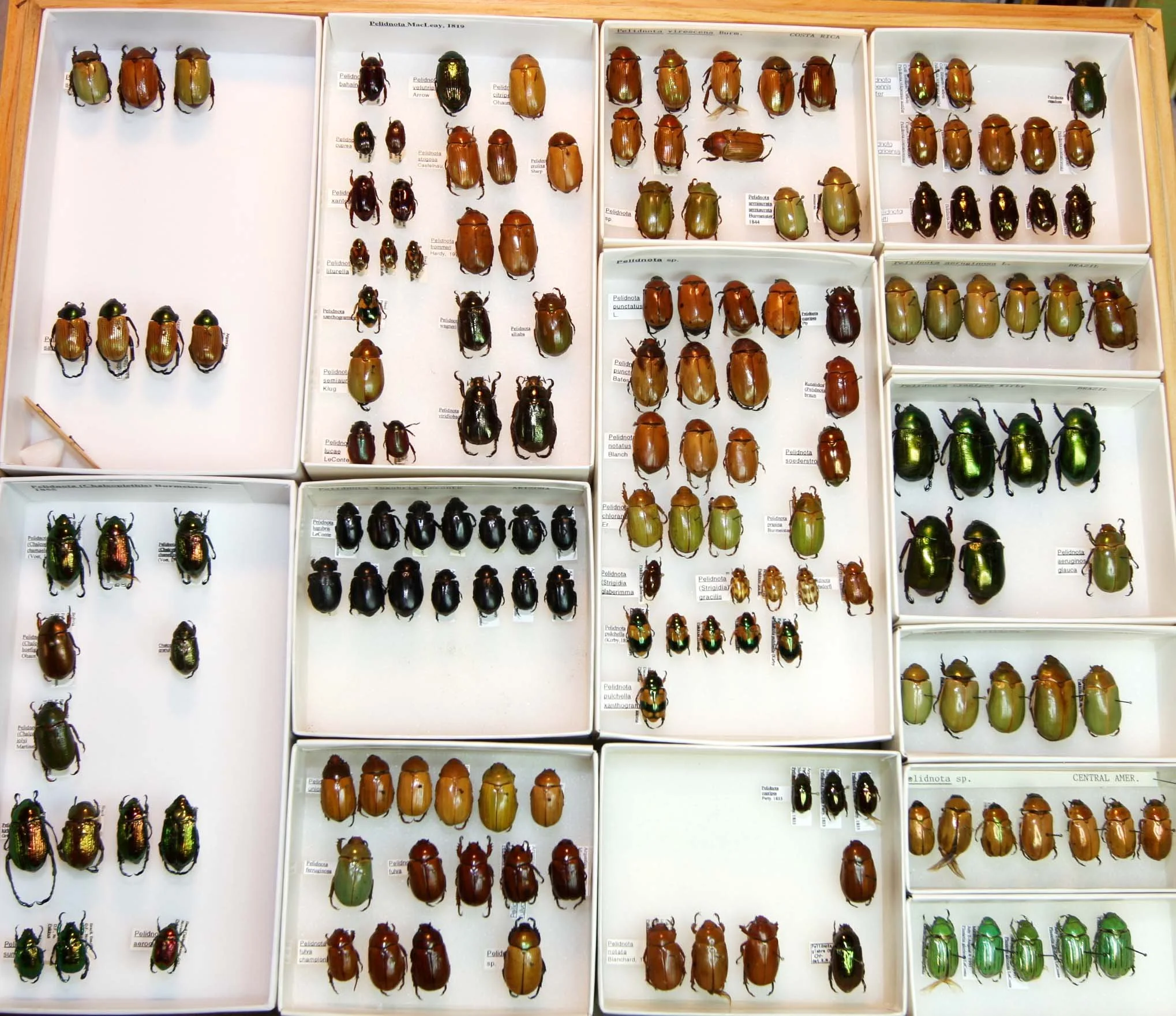 3 Rutelinae - Pelidnota.JPG