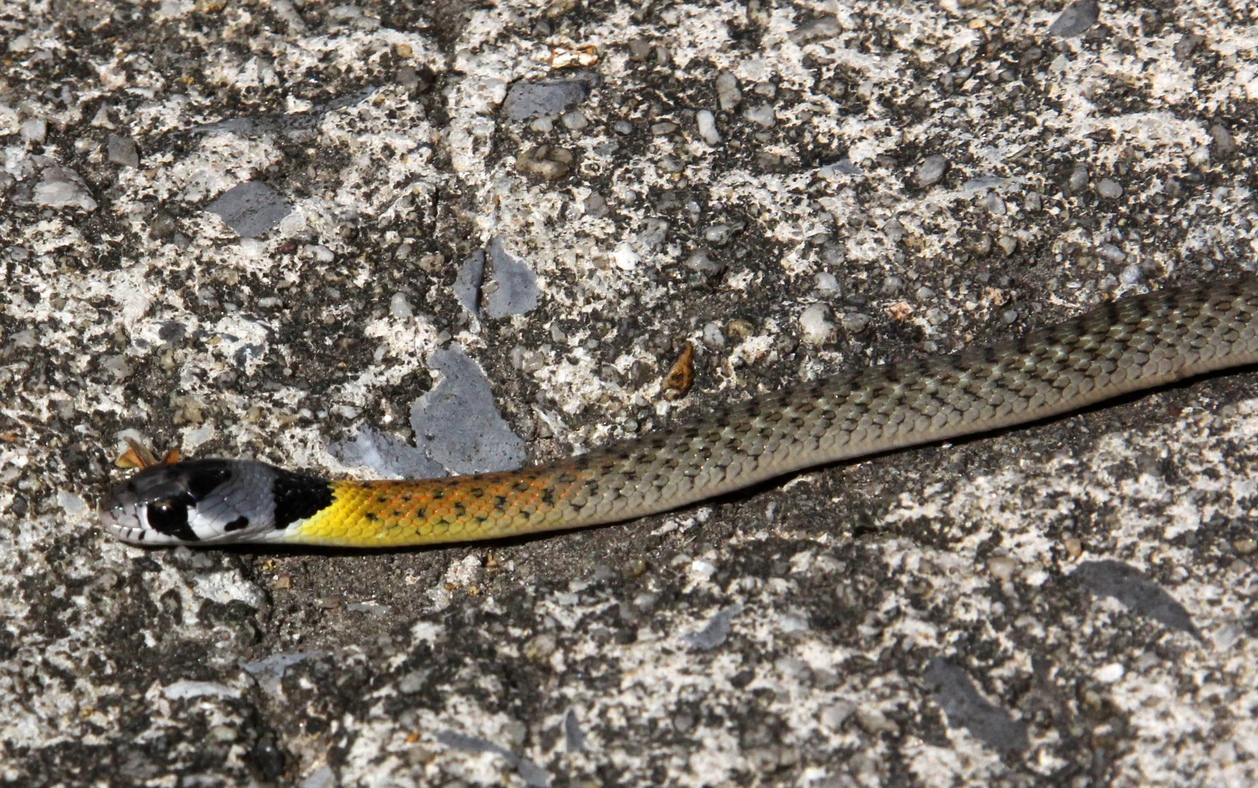 Red-necked Keelback (Rhabdophis subminiatus) Baan Maka Nature Resort Petchaburi Thailand