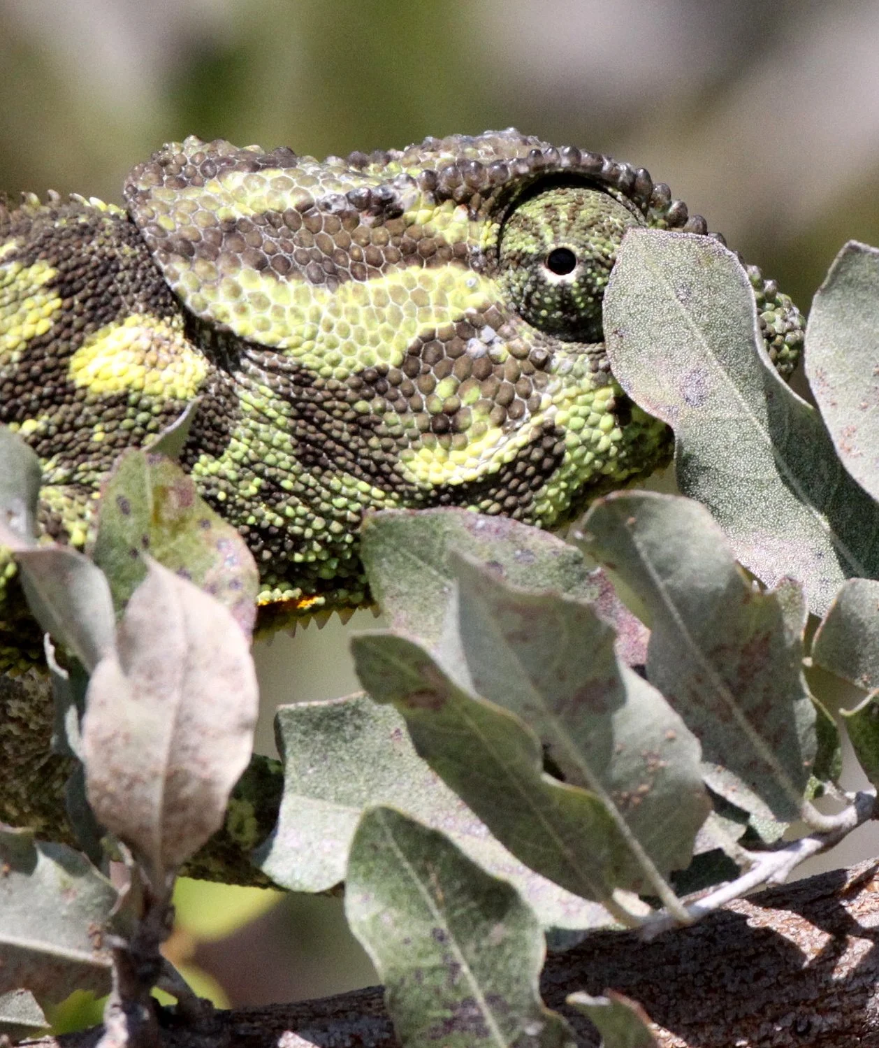 Chamaeleo dilepis - FLAP-NECKED CHAMELEON - NAMIBIA - CAPRIVI STRIP (11).JPG