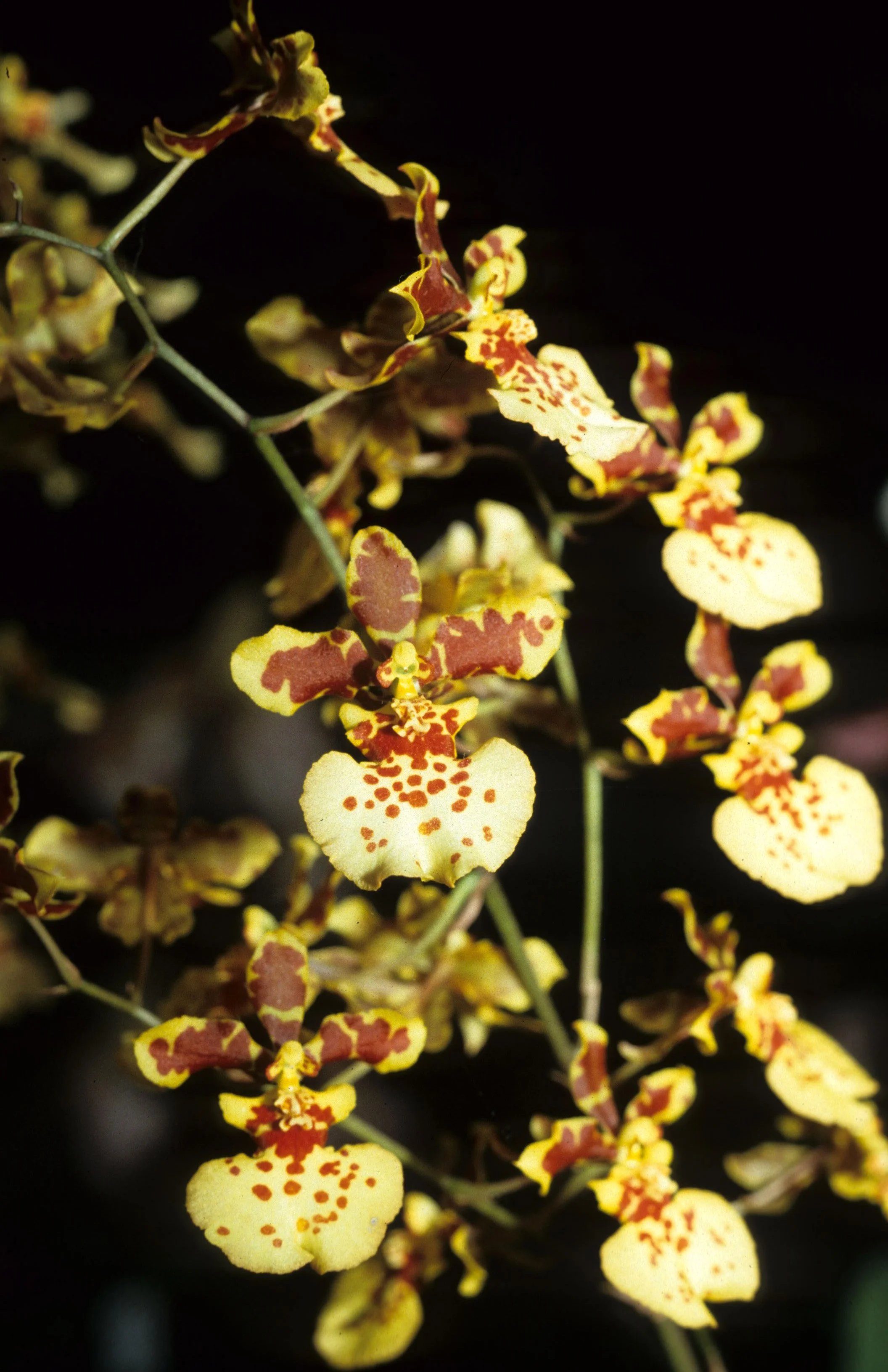 HAWAII - HAWAII - ORCHID - ONCIDIUM SPECIES.jpg