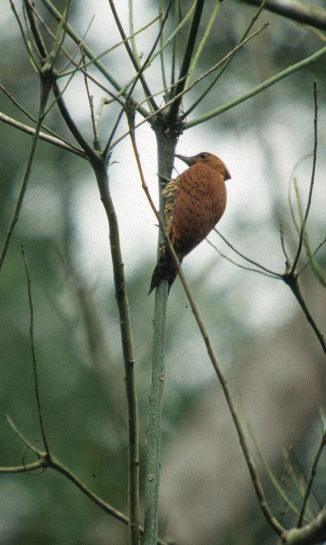 BIRD - WOODPECKER - CINNAMON - PANAMA C.jpg