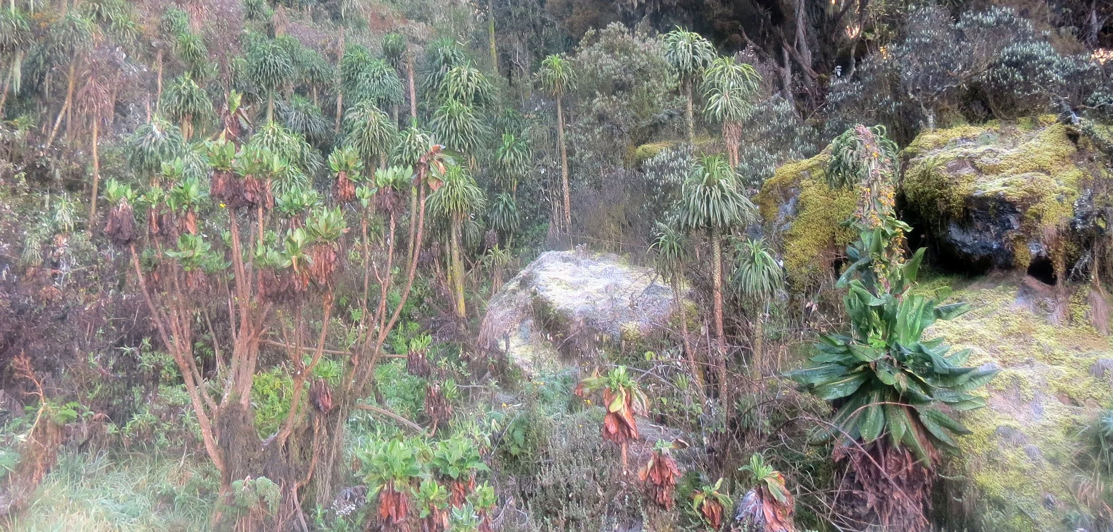 RWENZORI NATIONAL PARK UGANDA (232).JPG