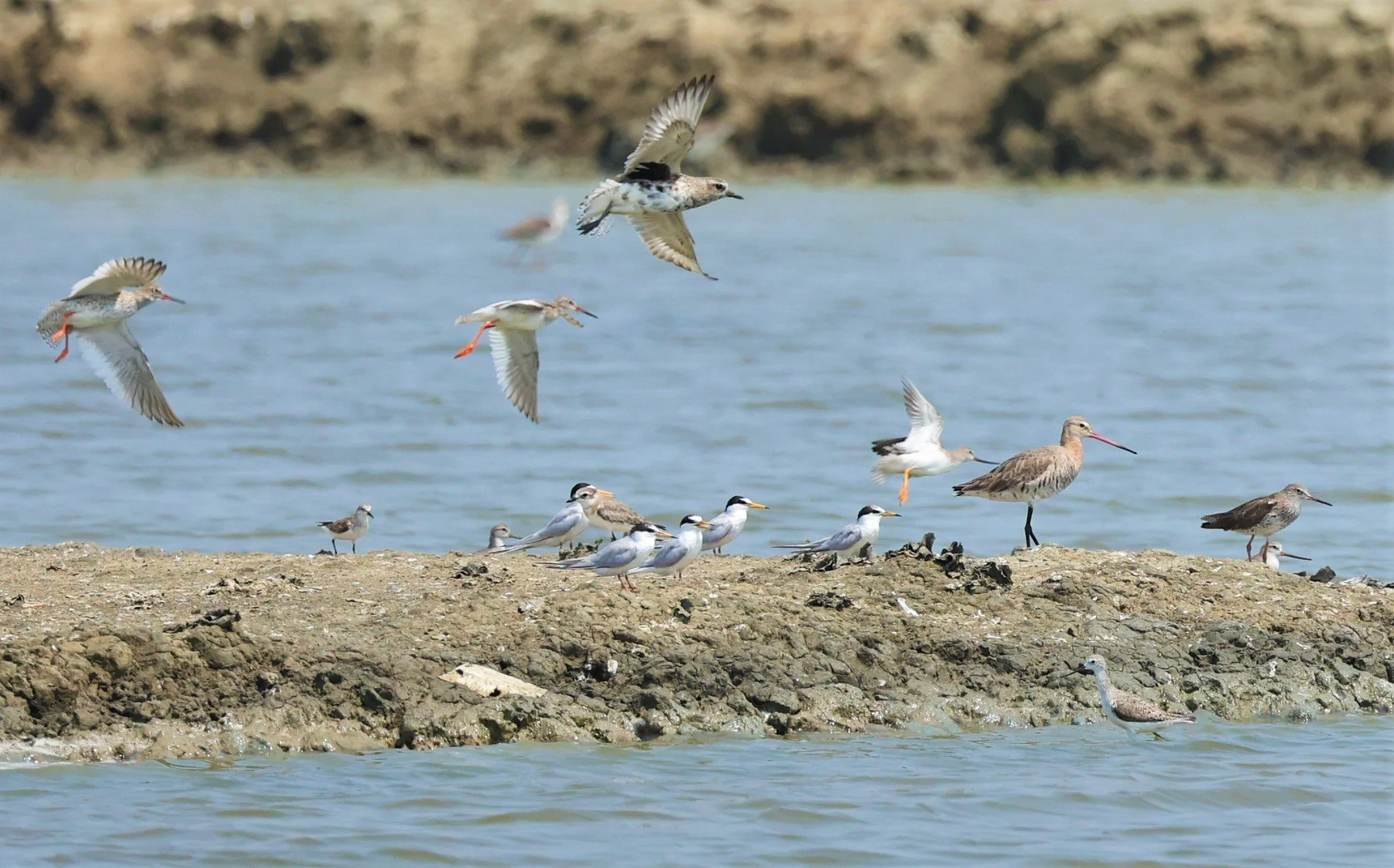 DOWITCHER - ASIAN DOWITCHER - Limnodromus semipalmatus - TEREK SANDPIPER - BLACK-TAILED GODWIT - PAK THALE SALT PONDS (4).jpg