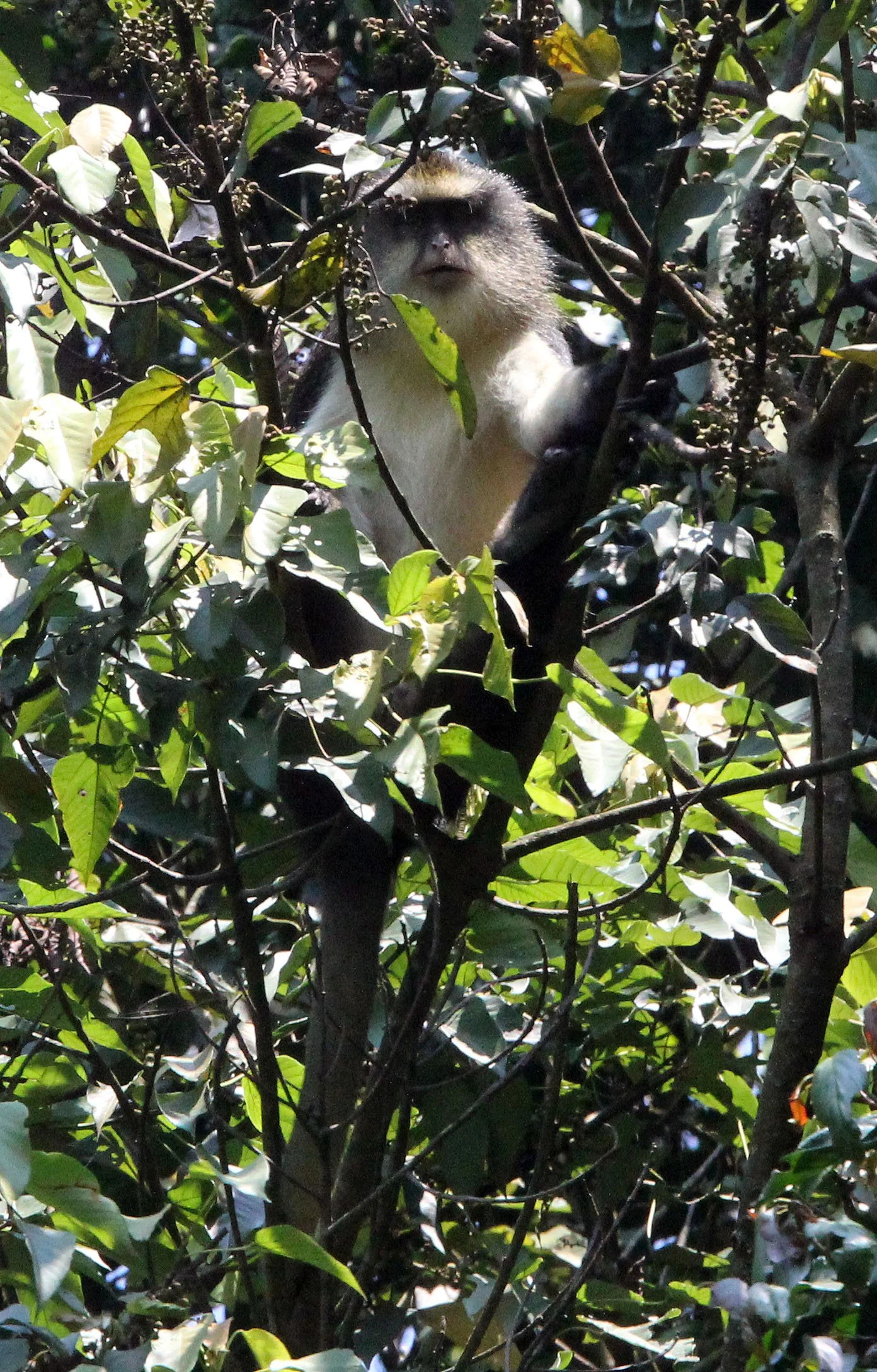 CERCOPITHECIDAE - Cercopithecus denti - DENT'S MONKEY - NYUNGWE NATIONAL PARK RWANDA (211).JPG