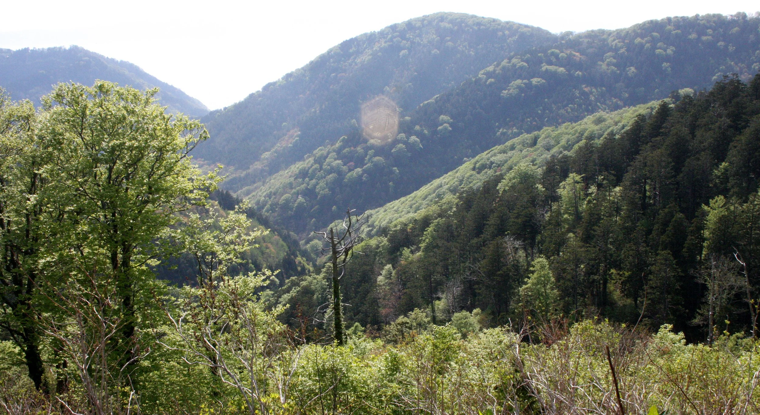 FAGACEAE - FAGUS CRENATA - BUNA TREE OR JAPANESE BEECH FOREST - WITH HIBA - SHIMOKITA PENINSULA JAPAN (6).JPG