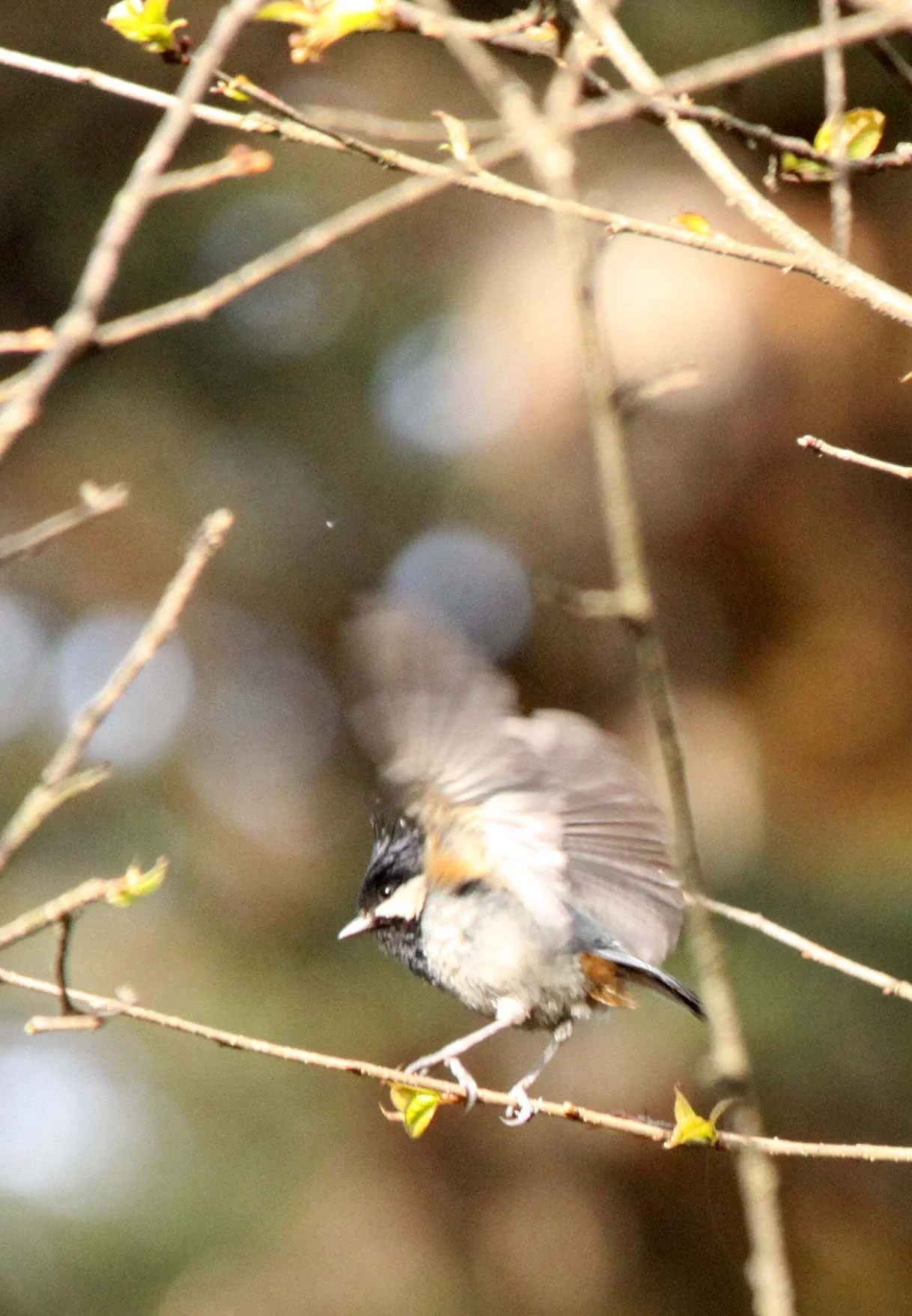 Rufous-vented Tit (Periparus rubidiventris) Wawu-shan Geopark, Shichuan China (1).JPG
