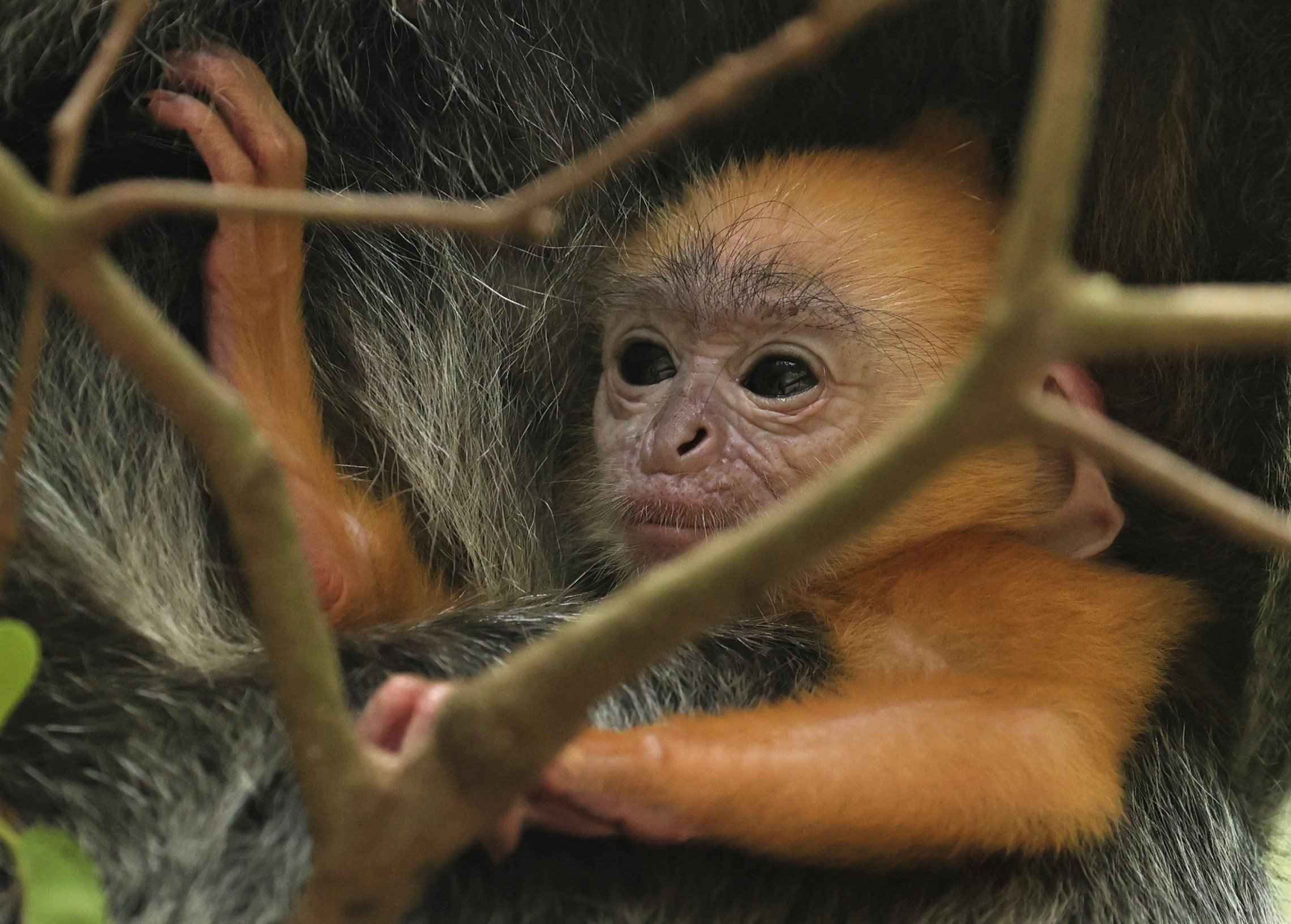 Trachypithecus selangorensis - SELANGOR LANGUR - TAMAN ALAM KUALA SELANGOR MANGROVE WALK (114).jpg
