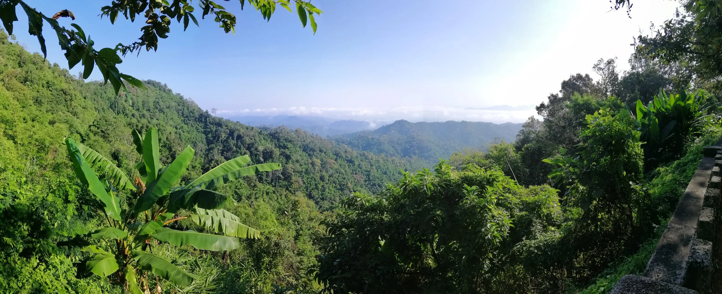 At the Chong Yen campsite you will find dense stands of hill evergreen forest, interspersed with significant amounts of bamboo, grasses, and wild banana. The area is particularly famous for its diversity of orchids, ferns, and rare tree ferns.