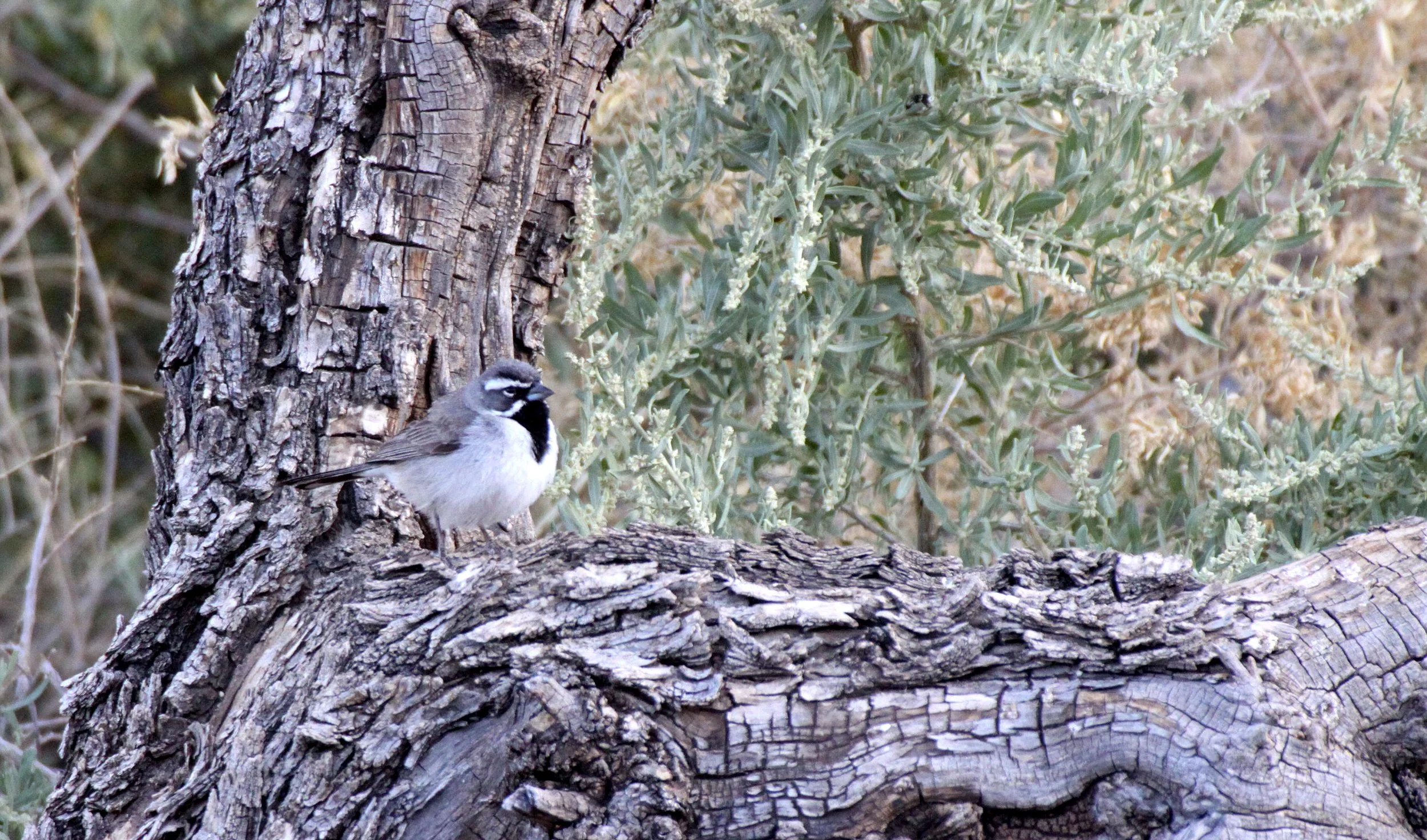 Black-throated Sparrow (Amphispiza bilineata) Franklin Mountains State Park New Mexico (5).JPG