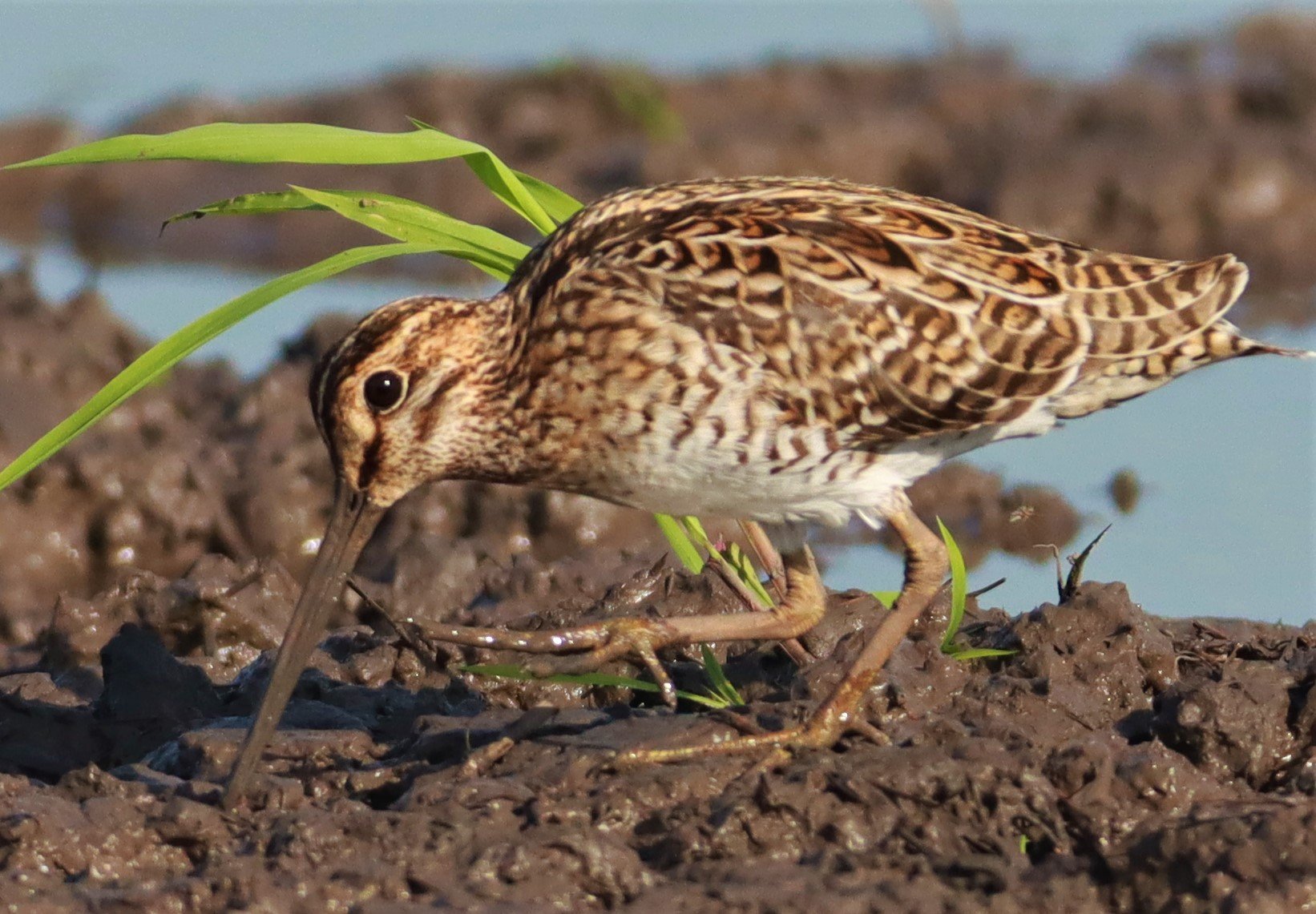 SNIPE - PINTAIL SNIPE - Gallinago stenura - PATHUM THANI RICE RESEARCH CENTER AUGUST 24 2021 (215).jpg