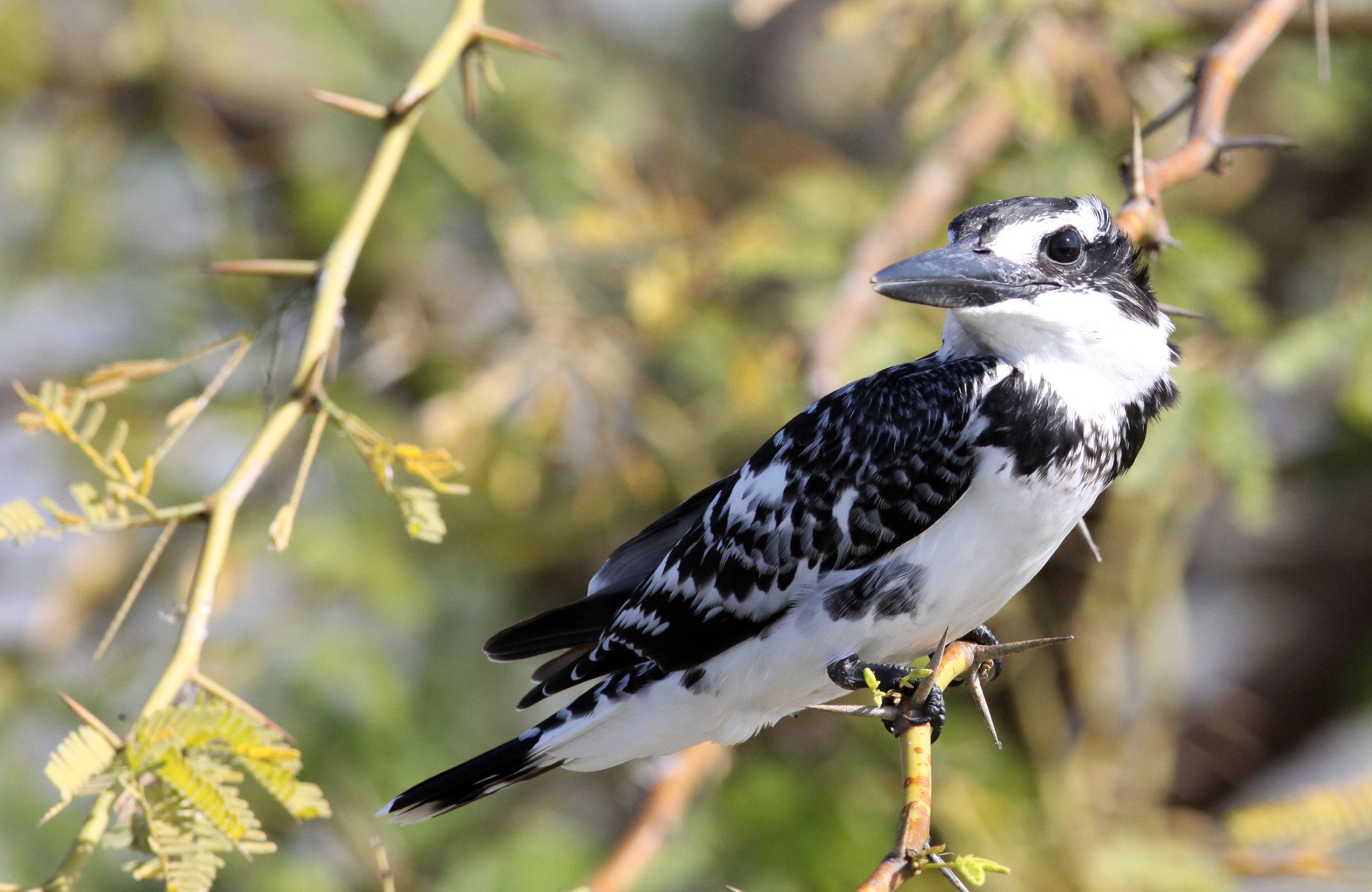 Ceryle rudis - PIED KINGFISHER - LITTLE RANN OF KUTCH GUJARAT INDIA (17).JPG