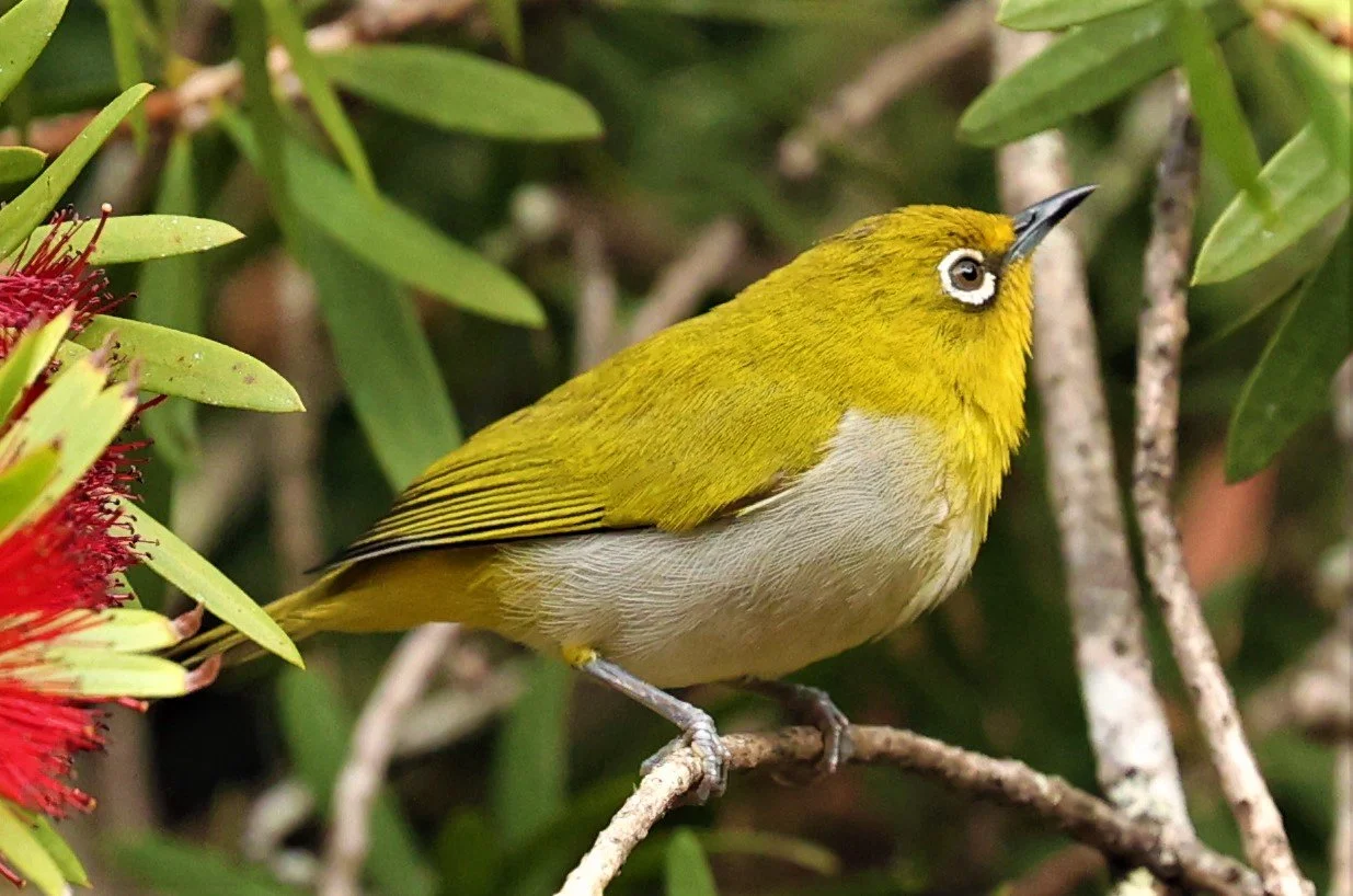 Indian White-eye (Zosterops palpebrosus) Doi Ang Kang Chiang Mai (34).jpg