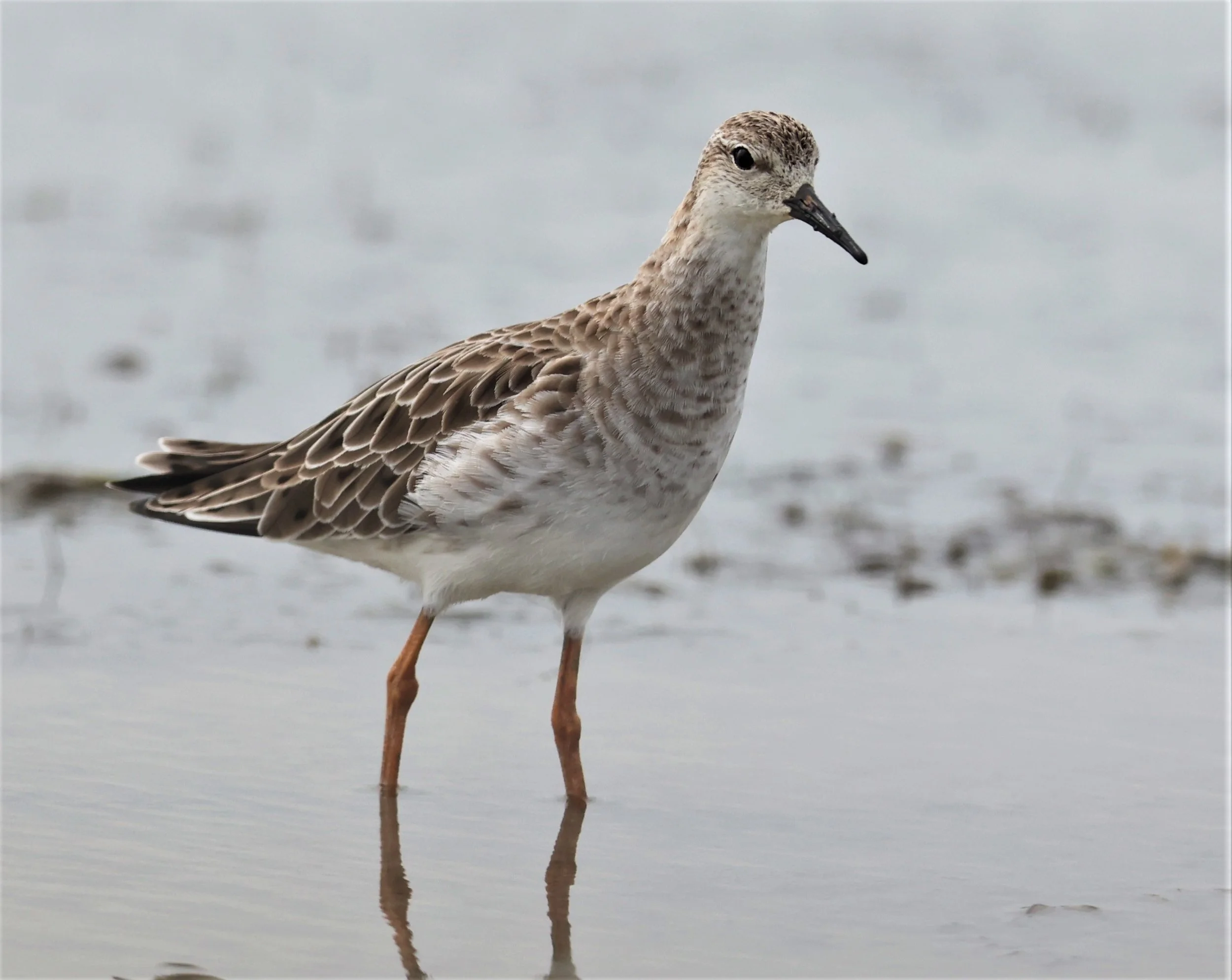 RUFF - Philomachus pugnax - CHACHOENGSAO  BANG PAKONG SALT PANS 14 NOV 2021 (3).jpg