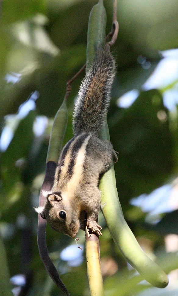 Tamiops mcclellandii - WESTERN STRIPED SQUIRREL - KAENG KRACHAN NP THAILAND (17).JPG