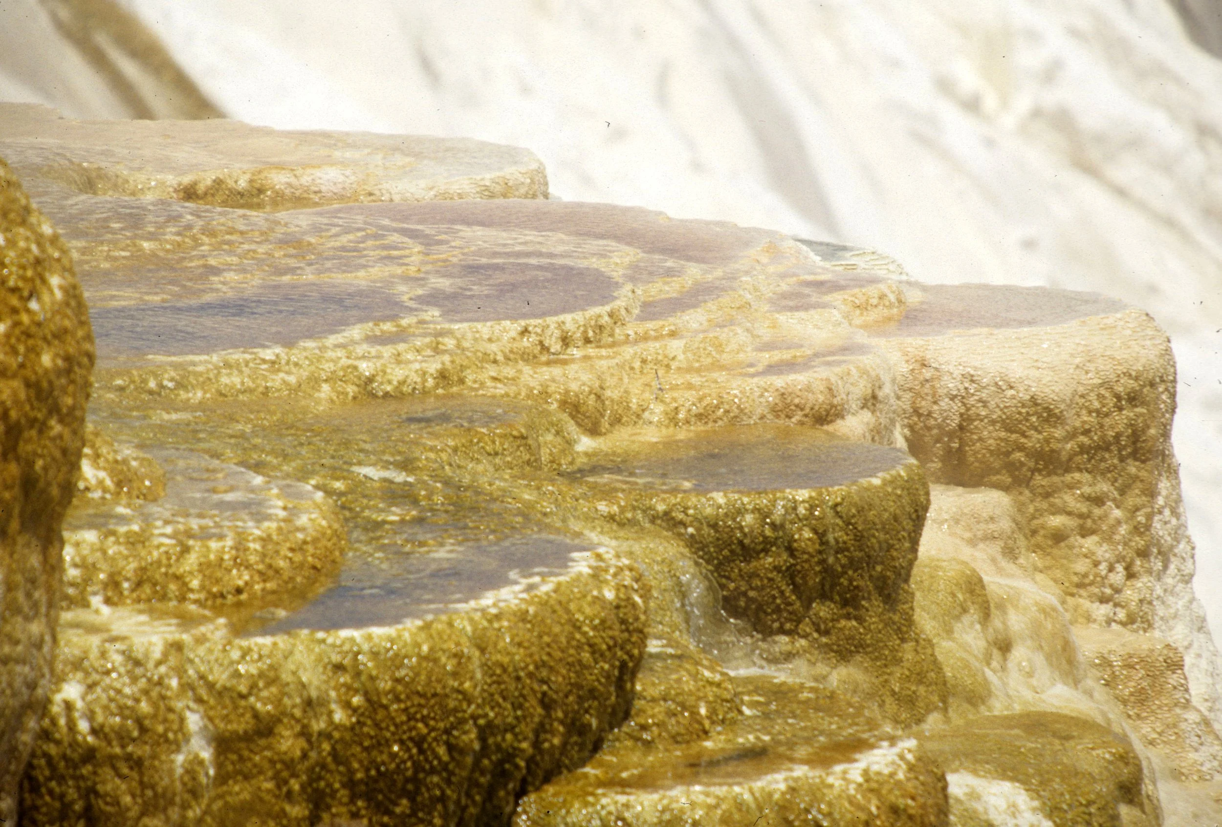 YELLOWSTONE - MAMMOTH HOTSPRINGS EE.jpg