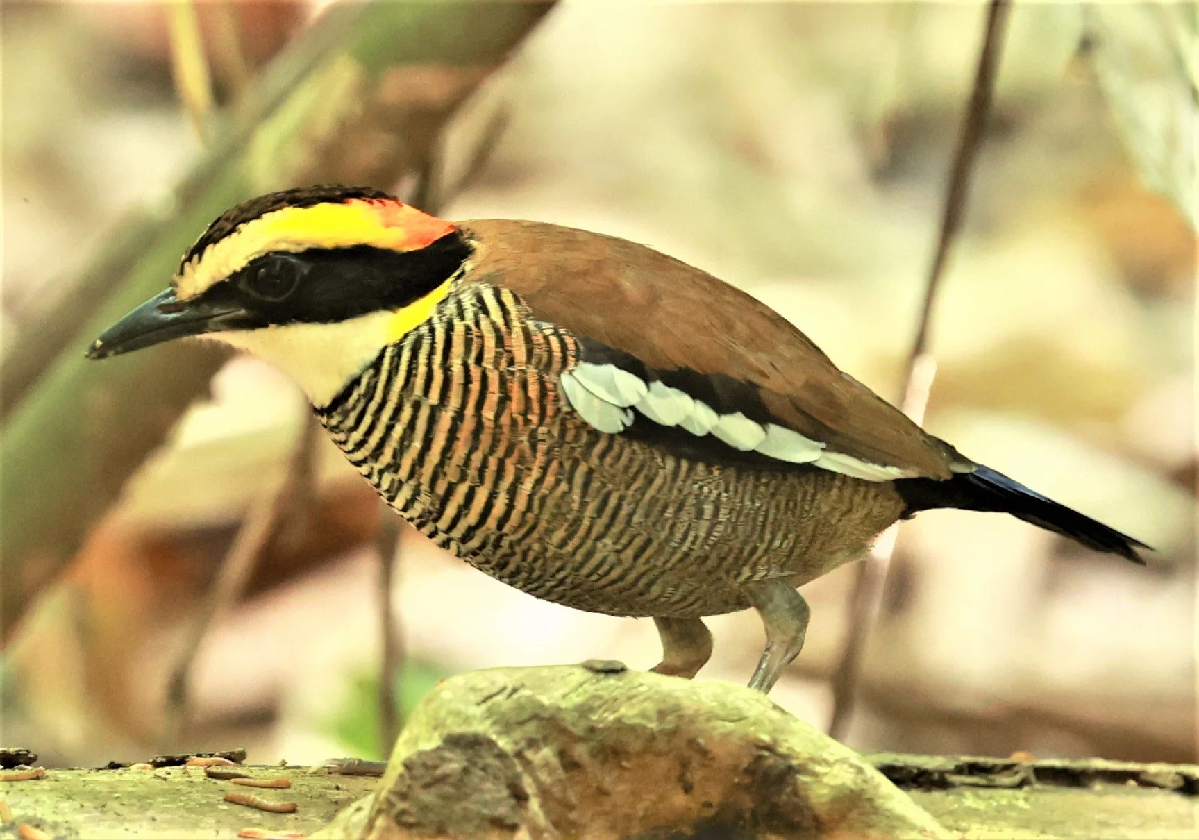 PITTA - Malayan banded pitta - Hydrornis irena - Si Phang Nga National Park, Thailand Feb 18-19, 2023 (41).jpg