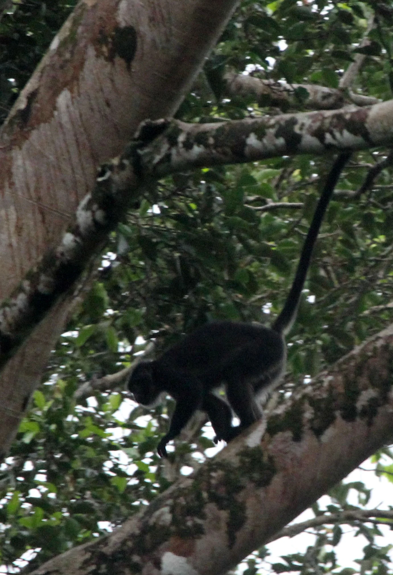 CERCOPITHECIDAE - Presbytis comata comata JAVAN GRIZZLED LANGUR - UJUNG KULON NATIONAL PARK - JAVA BARAT INDONESIA  (1).jpg