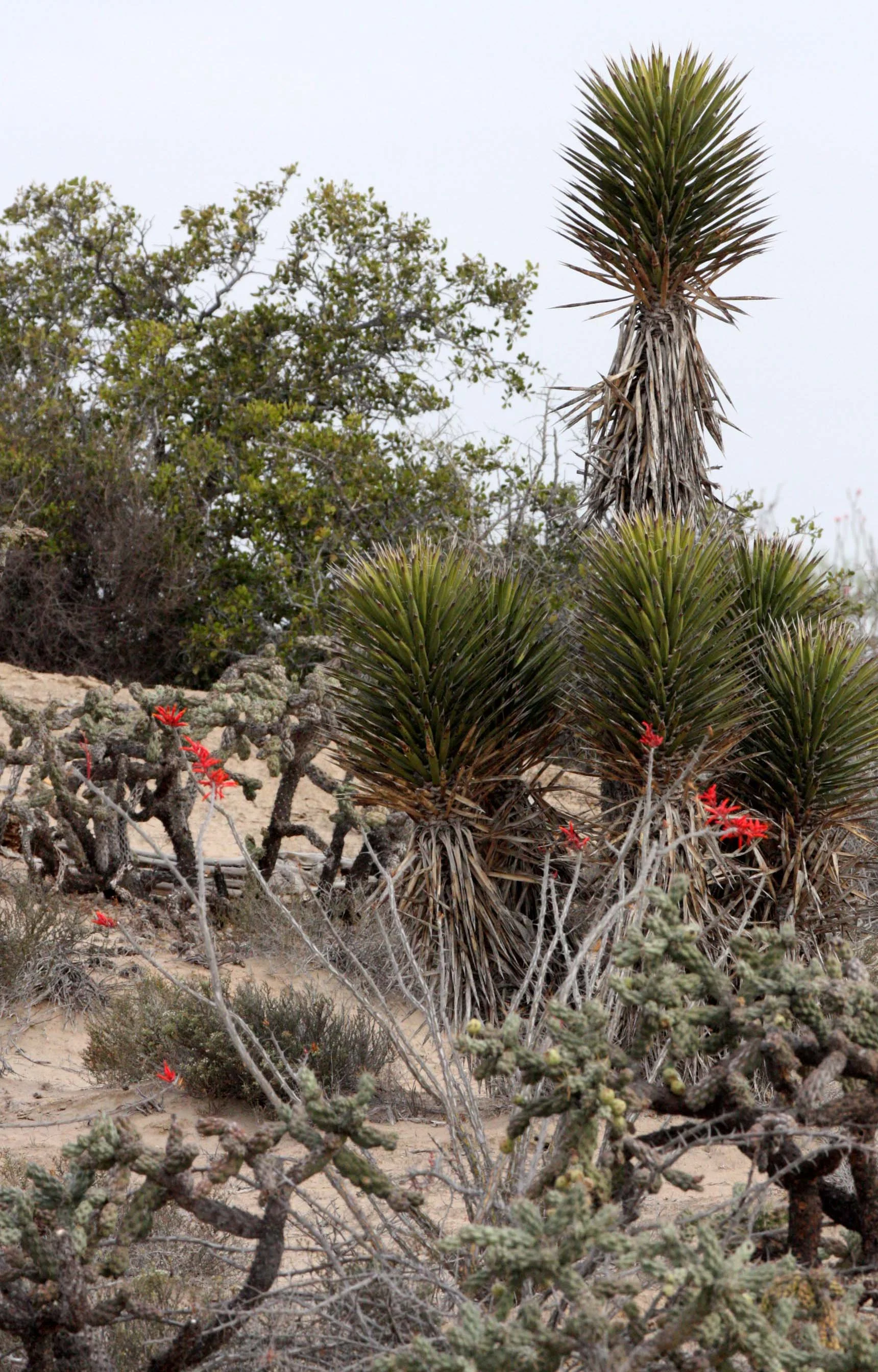 AGAVACEAE - YUCCA VALIDA - TREE YUCCA - DATILILLO - SAN IGNACIO DESERT BAJA MEXICO (3).JPG