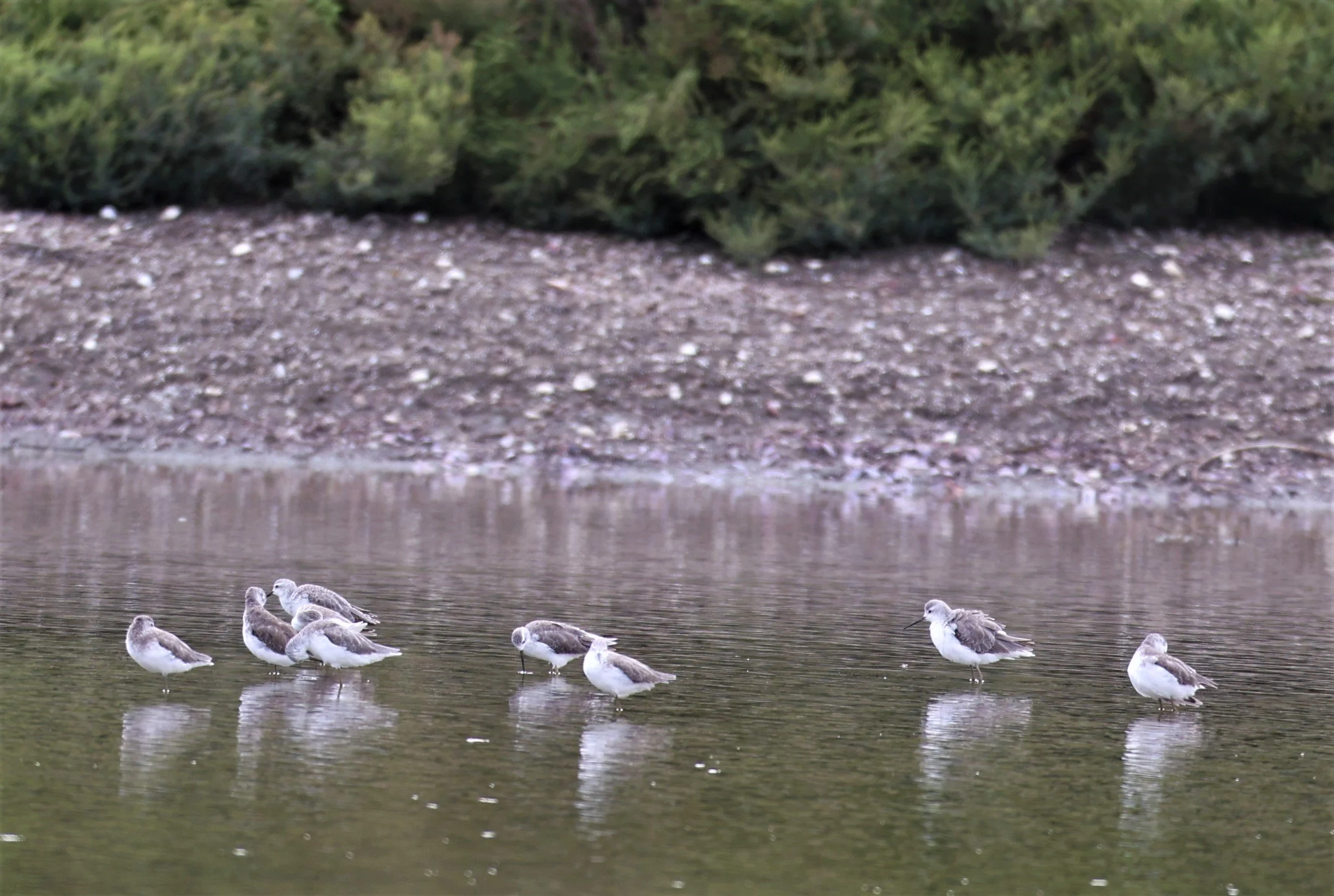 SANDPIPER - MARSH SANDPIPER - Tringa stagnalis - KHOK KHAM MUDFLATS SAMUT SONGKRAN (3).jpg