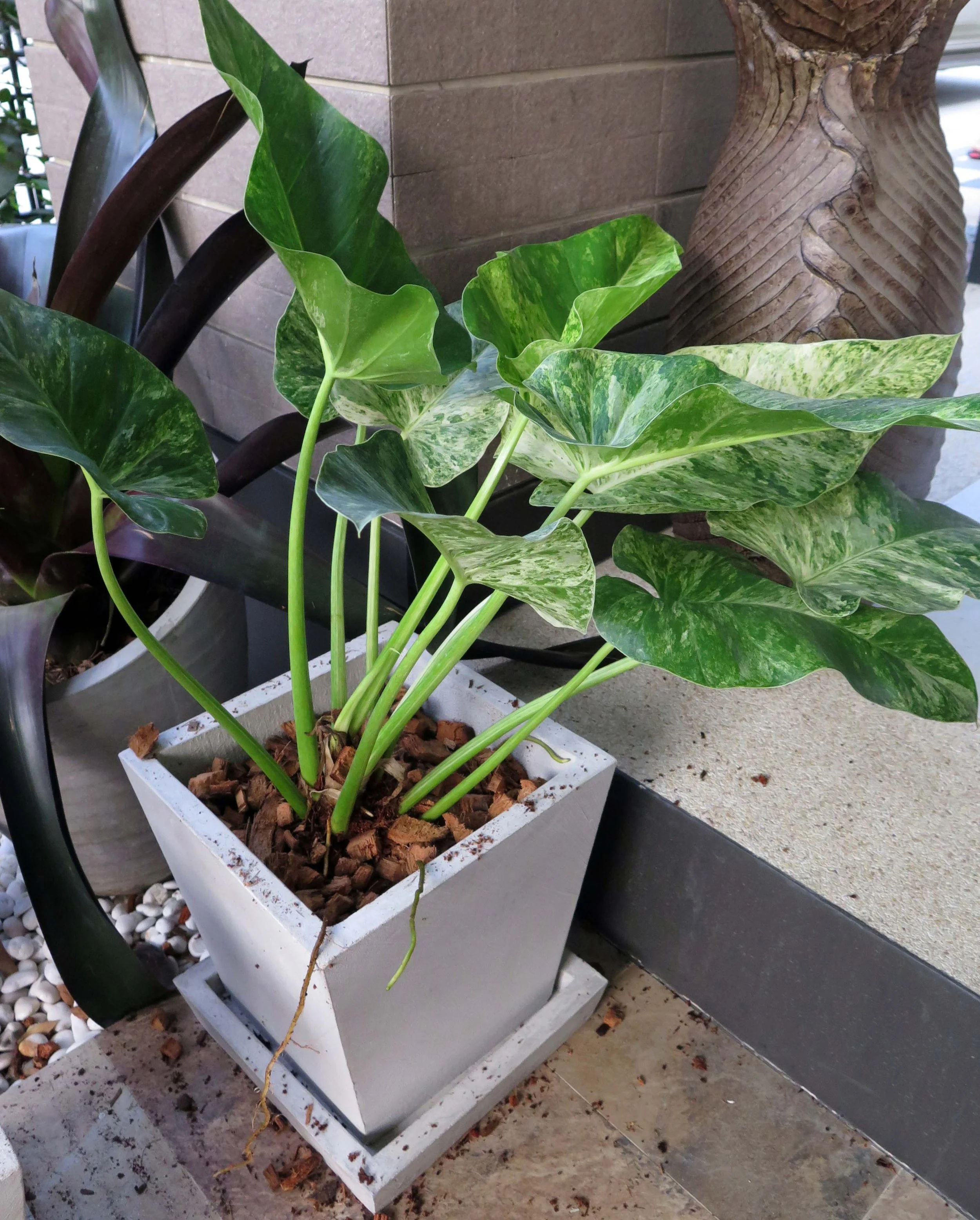 2013 Nonthaburi Setthasiri House and Nonthaburi Neighborhood (176).JPG