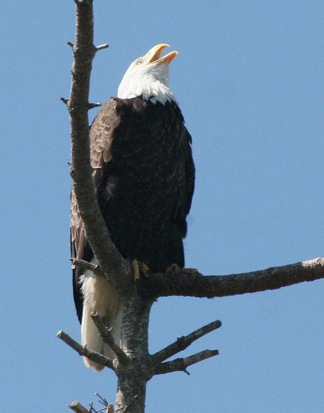 Haliaeetus leucocephalus - AMERICAN BALD EAGLE - CLINE SPIT OVERLOOK SEQUIM WA (25).JPG