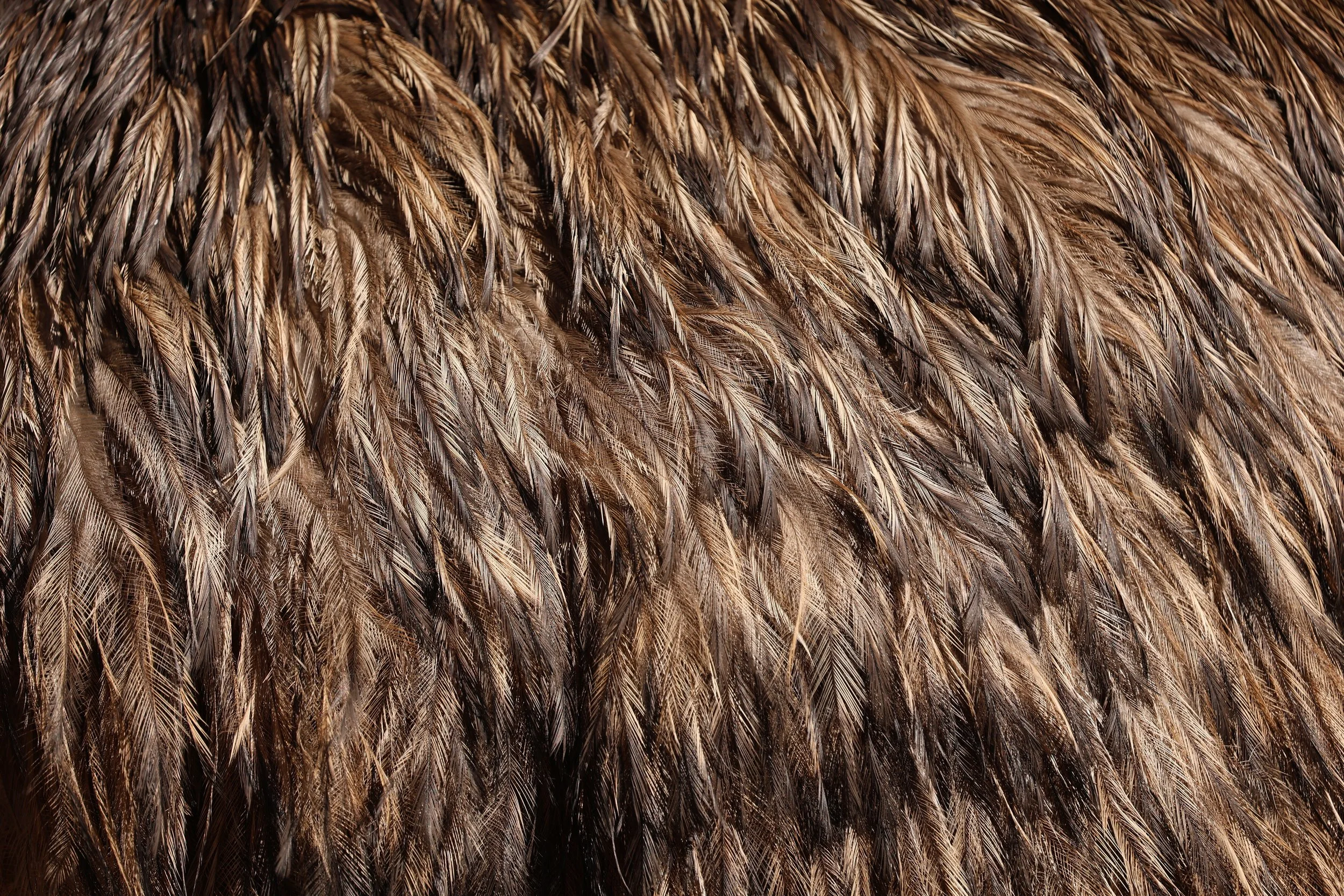 Emu (Dromaius novaehollandiae) Koala Trail Road and Locations South of Brisbane - Queensland (3).jpg