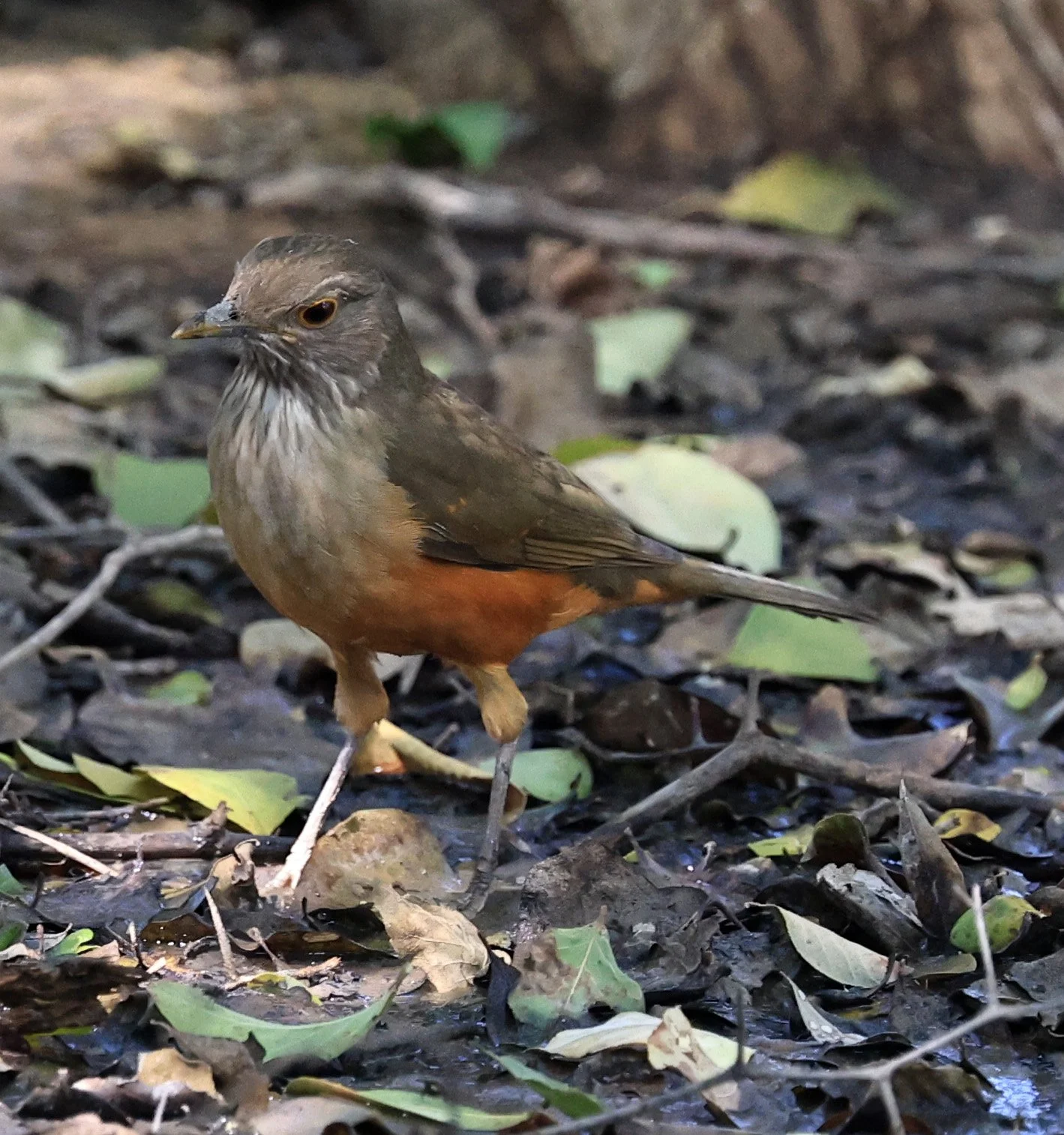 Rufous-bellied Thrush (Turdus rufiventris) Agua Dulce Paraguay (4).jpg
