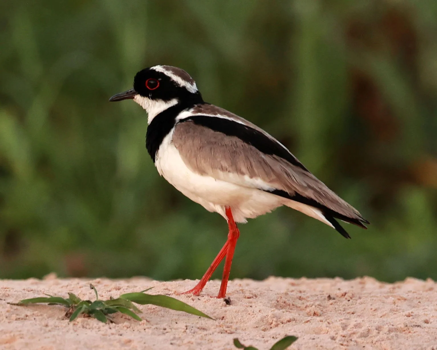 Lapwing - Pied Lapwing or Plover - Vanellus cayanus - Pantanal, Encontro das Águas State Park, Porto Jofre, Cuiaba River, Brazil (26).jpg