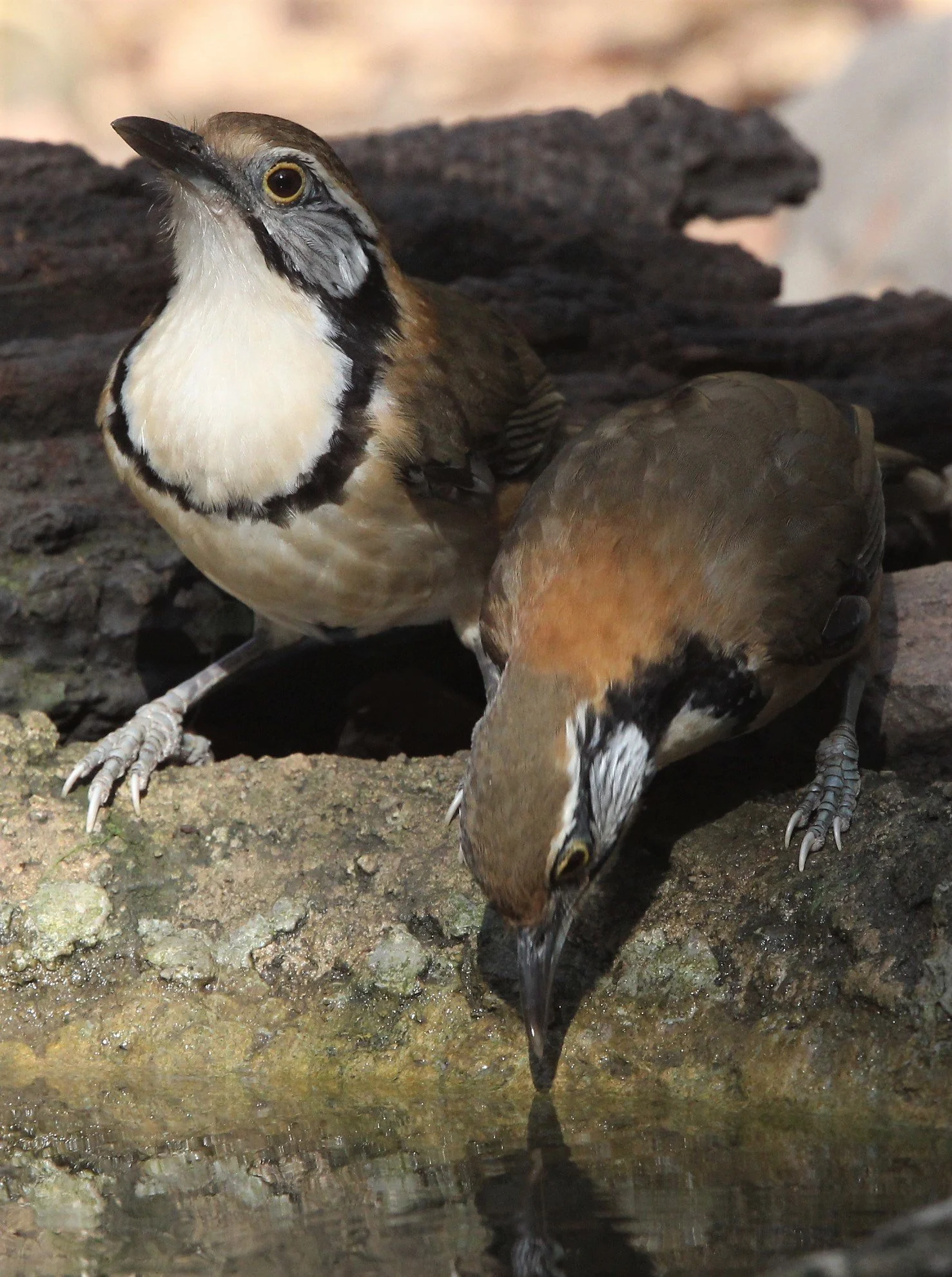 LAUGHINGTHRUSH - GREATER NECKLACED LAUGHINGTHRUSH - Garrulax pectoralis - LUNG SIN HIDE, KAENG KRACHAN (22).jpg
