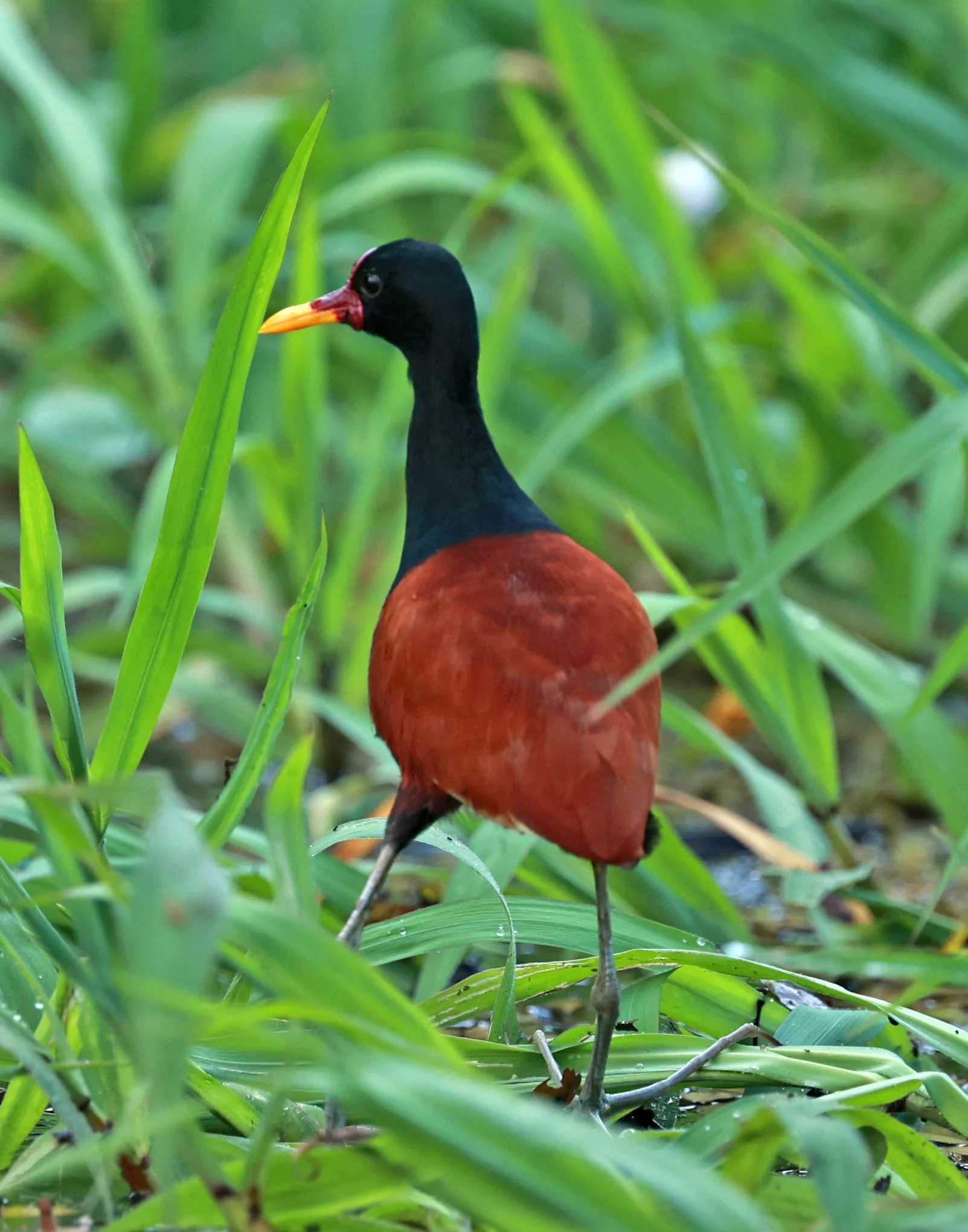 Jacana - Wattled Jacana - Jacana jacana - Ariau River & Rio Negro Region Southwest of Manaus (10).jpg