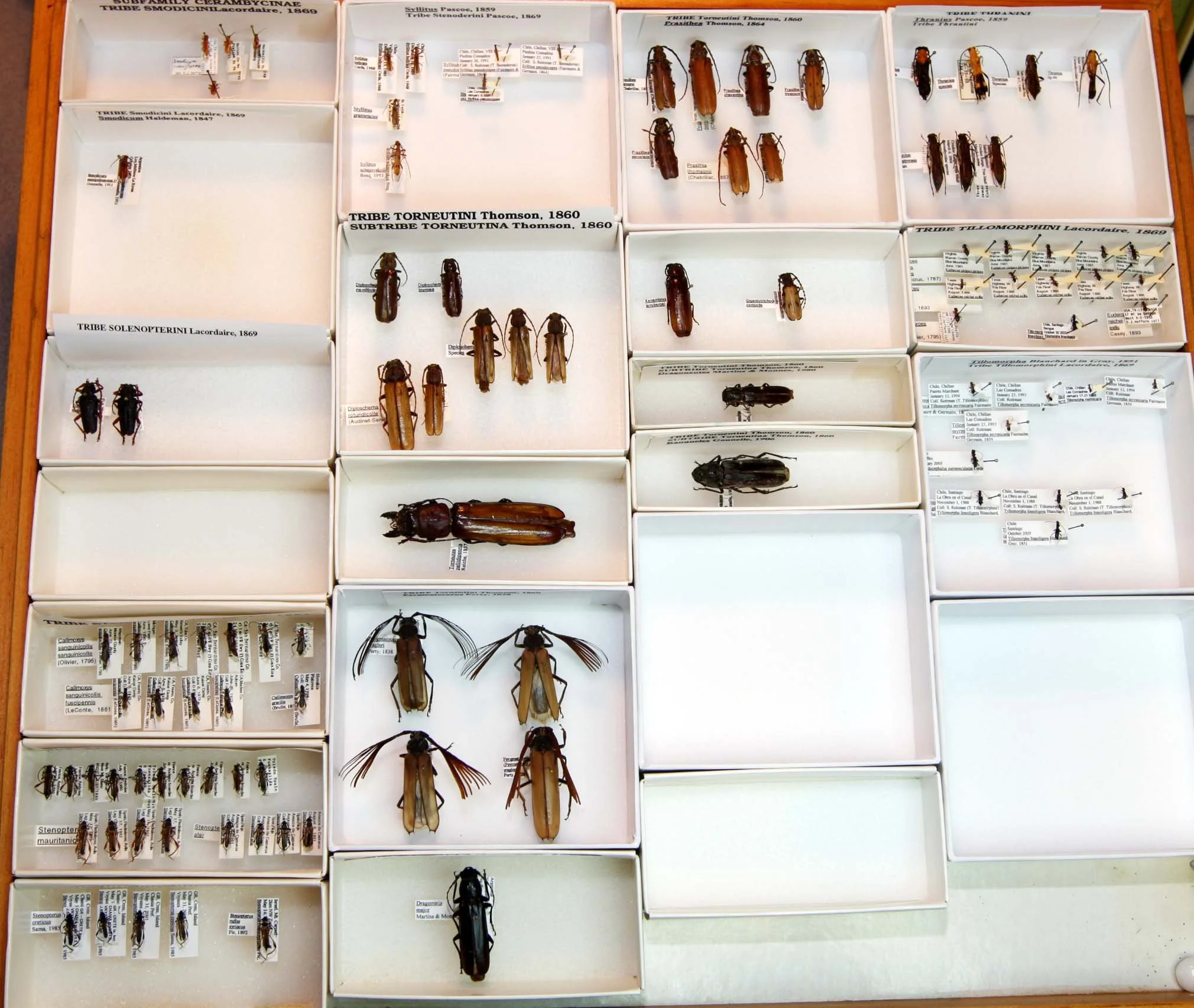 23 Cerambycinae - Smodicini - Tillomorphini.JPG