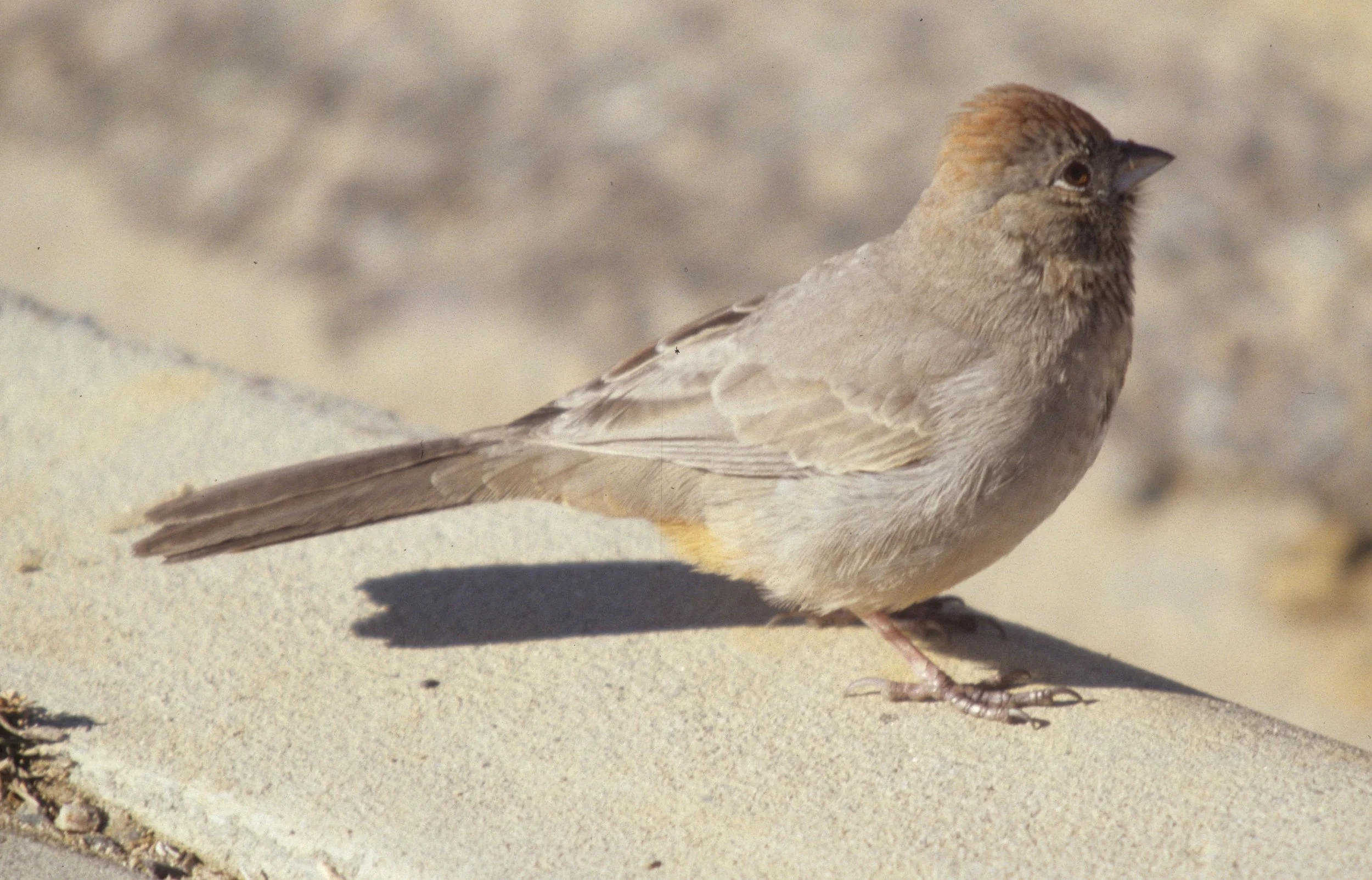 Canyon Towhee (Melozone fusca) Chaco National Monument New Mexico (2).jpg