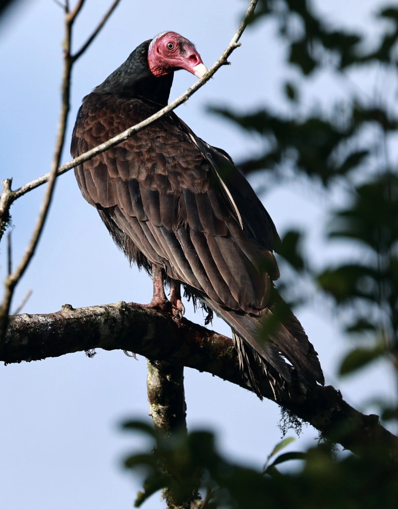 Turkey Vulture (Cathartes aura) Superagui National Park, Brazil (3).jpg