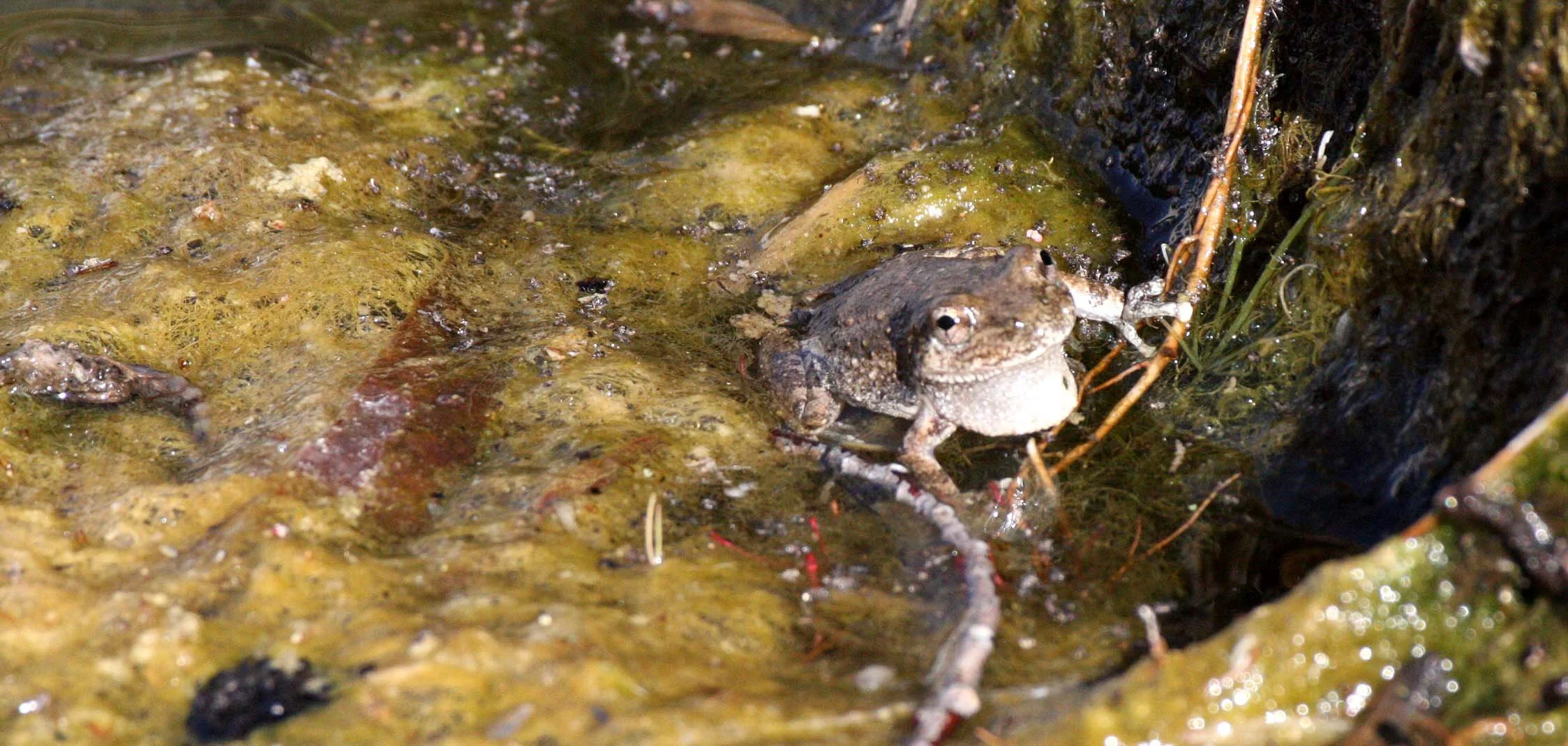 AMPHIBIAN - FROG - TOAD - SPADEFOOT TOAD - COUCHES SPADEFOOT TOAD - SCAPHIOPUS COUCHII - CATAVINA DESERT BAJA MEXICO (18).JPG