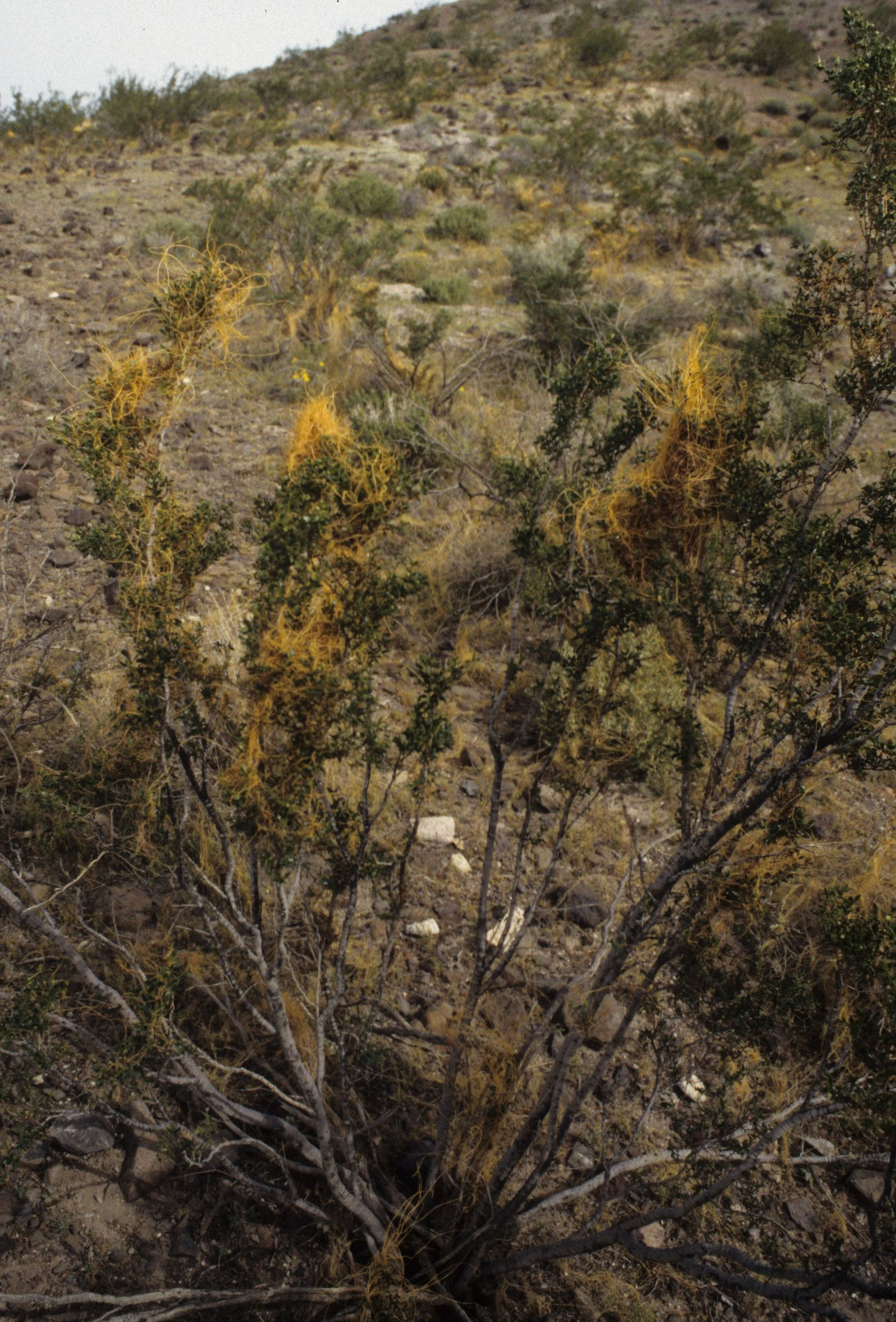 DEATH VALLEY - CUSCUTA CALIFORNICA - CALIFORNIA DODDER.jpg