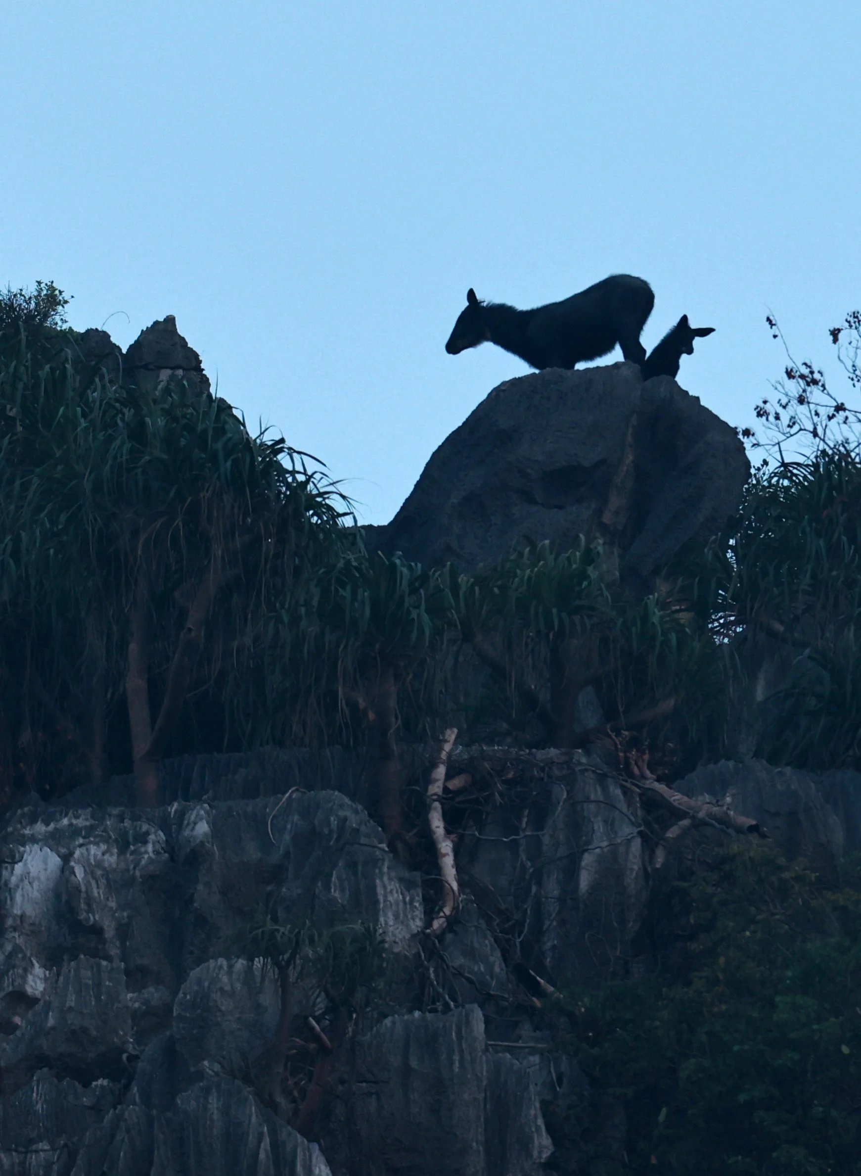 Indochinese Serow (Capricornis milneedwardsi maritimus) Pak Chong, Ban Tha Chang Spring (4).jpg