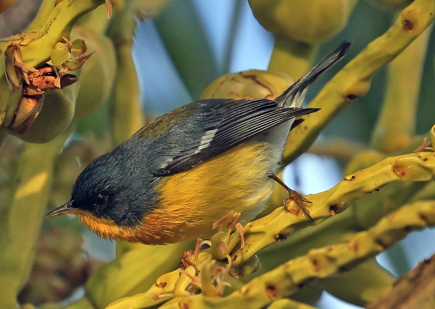 Tropical Parula (Setophaga pitiayumi) Superagui National Park, Brazil