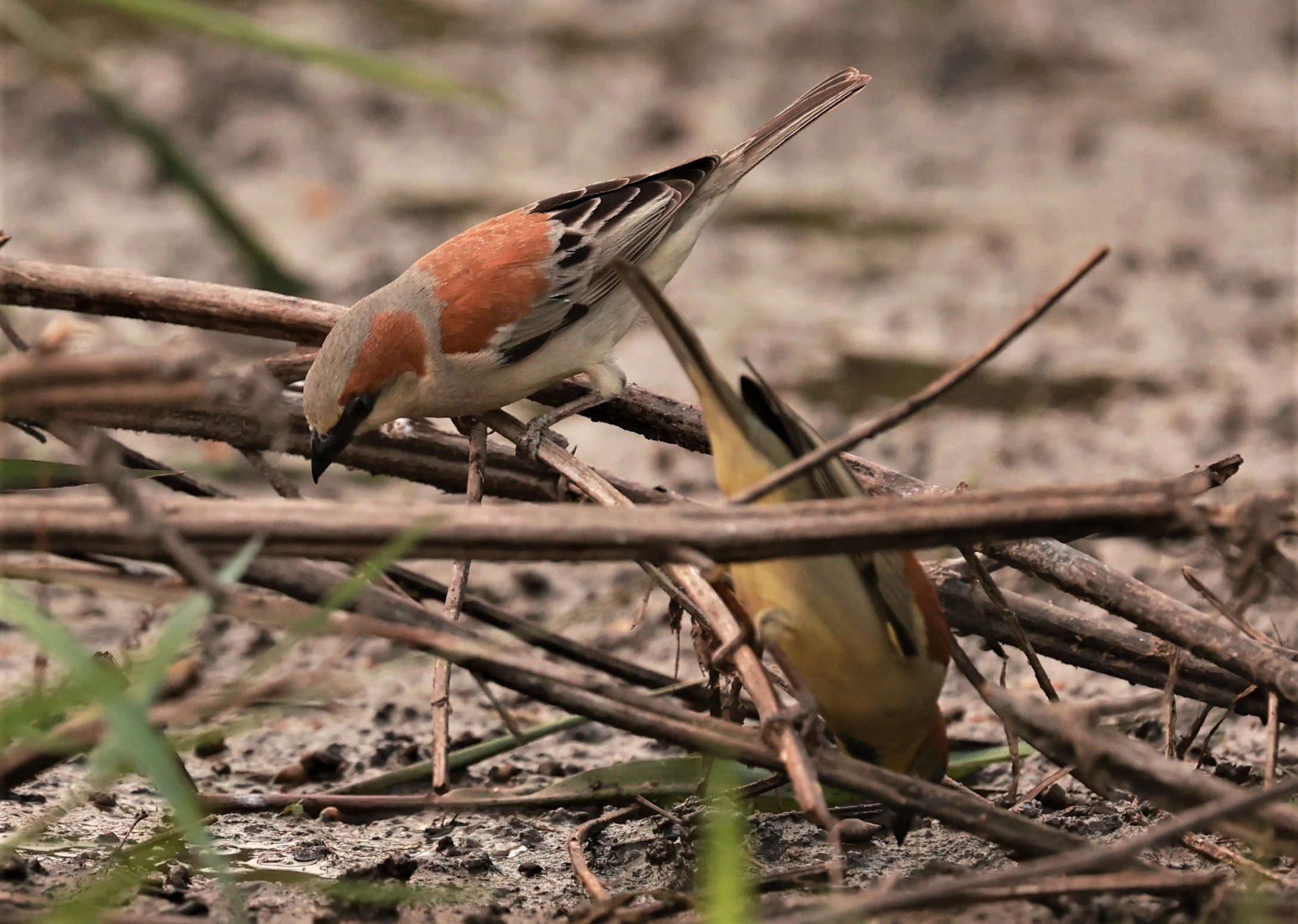 Plain-backed Sparrow (Passer flaveolus) Pathum Thani Rice Research Center (18).jpg