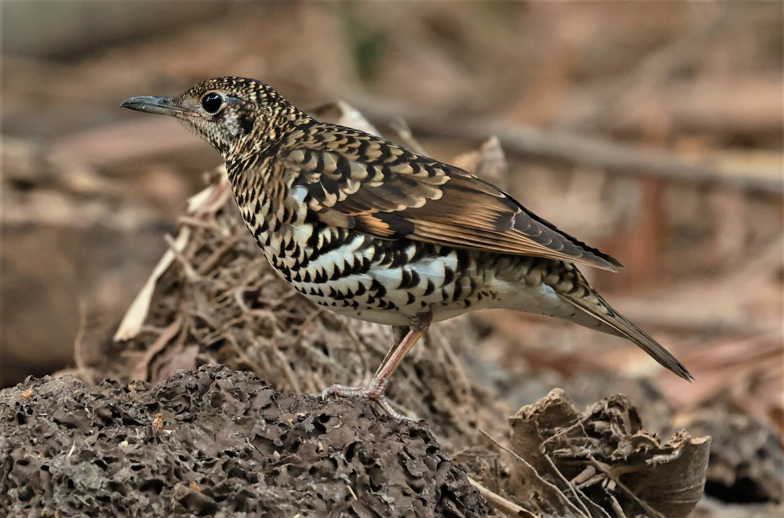 White's Thrush (Zoothera aurea) Putthamonthon Park Nakhon Pathom Thailand (93).jpg