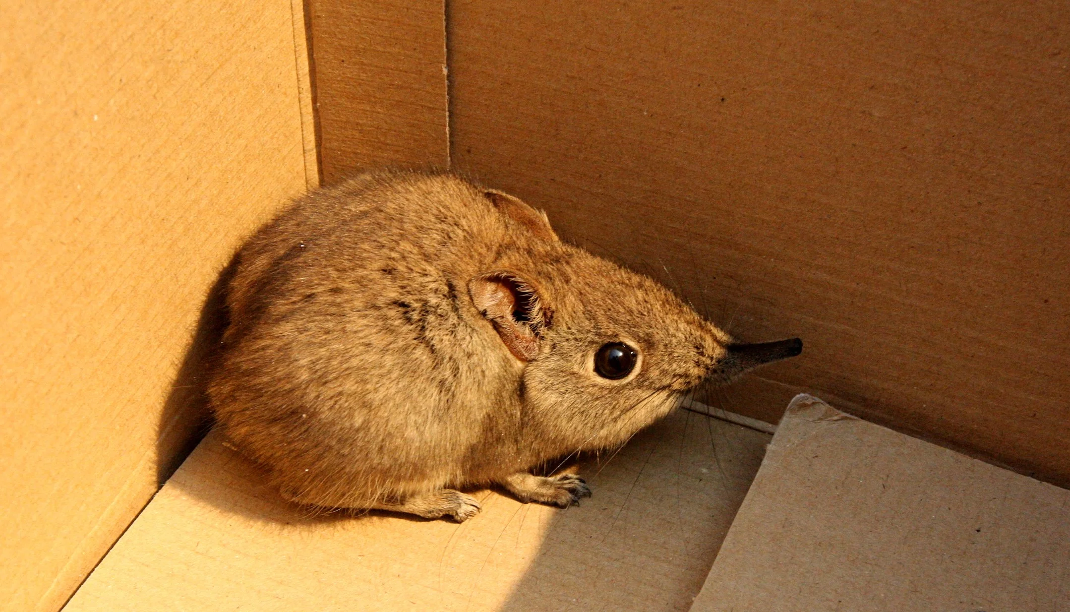 Elephantulus intufi - BUSHVELD ELEPHANT SHREW or BUSHVELD SENGI - ORDER Macroscelidea - KIMBERLY DESERT MARRICK CAMP SOUTH AFRICA (10).JPG