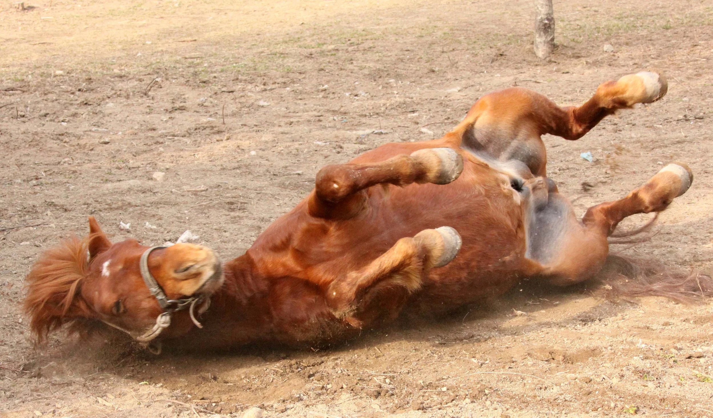 FOPING NATURE RESERVE - SHAANXI PROVINCE CHINA (177).JPG