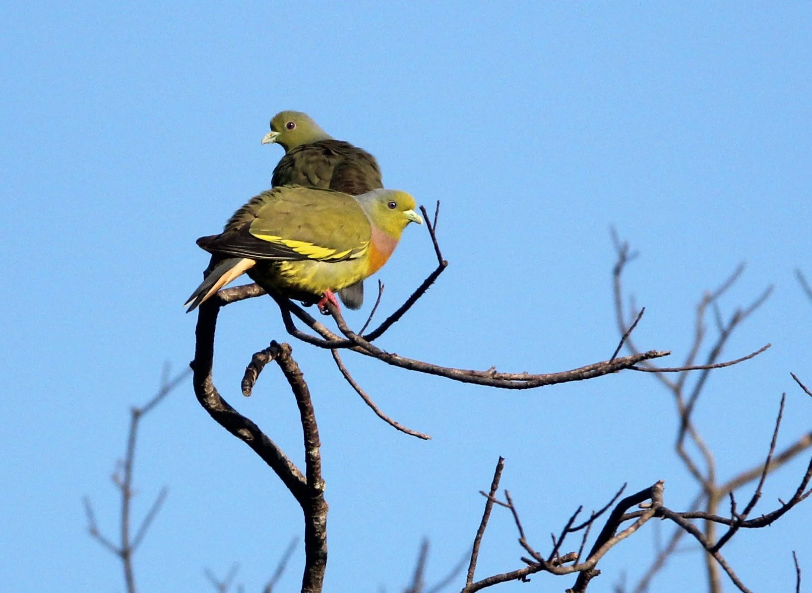 Orange-breasted Green-Pigeon (Treron bicinctus) Udawalawa NP Sri Lanka (4).JPG