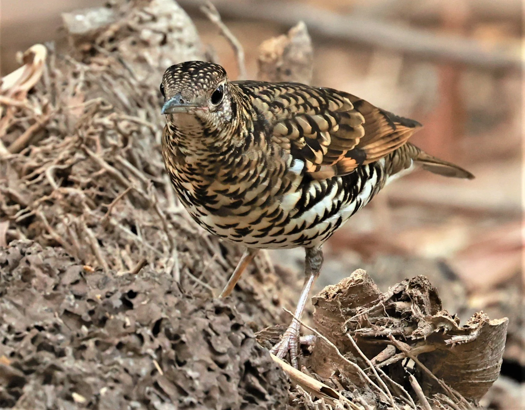 White's Thrush (Zoothera aurea) Putthamonthon Park Nakhon Pathom Thailand (165).jpg