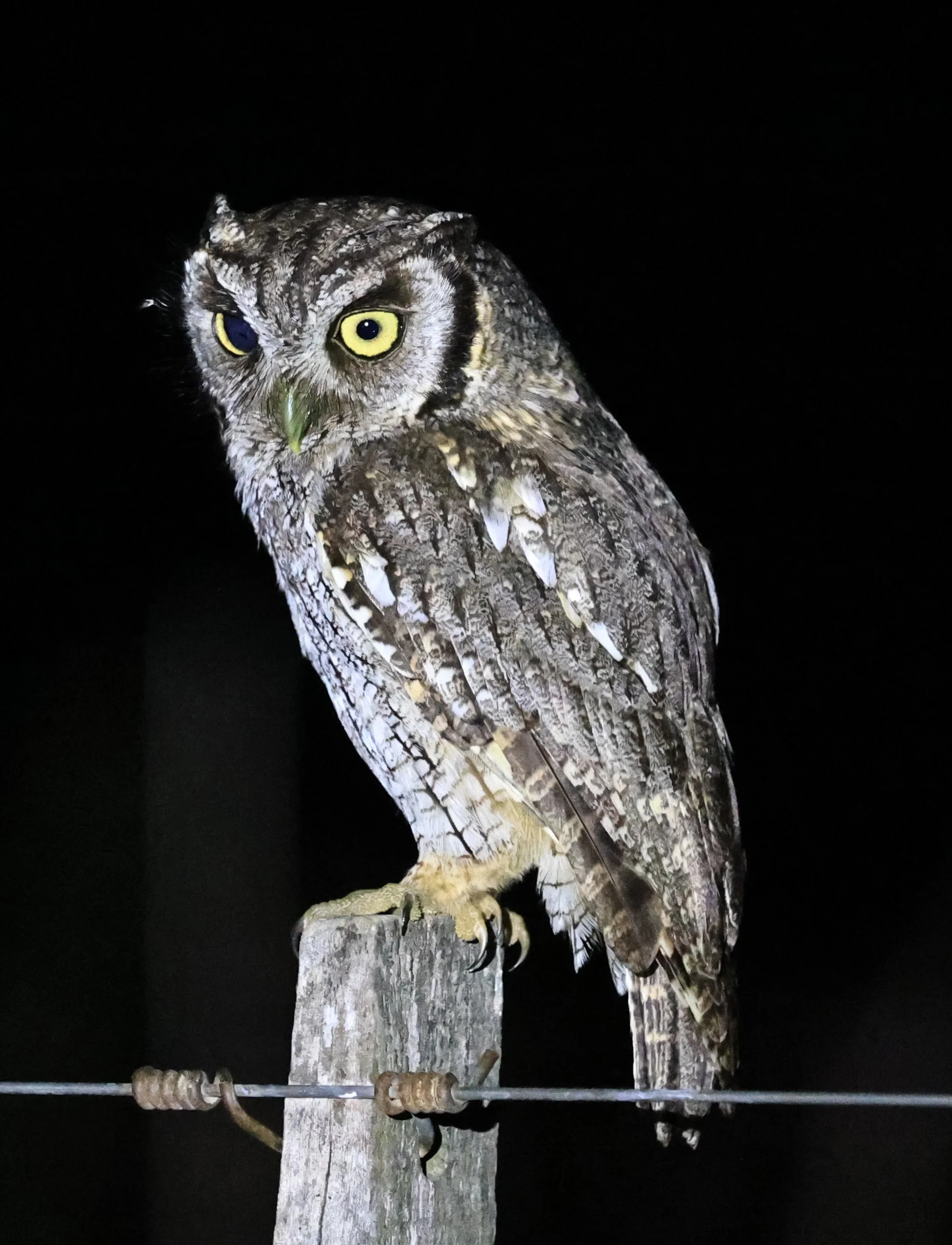 Tropical Screech-Owl (Megascops choliba) Hotel Campestre Iparoma Paraguay (21).jpg