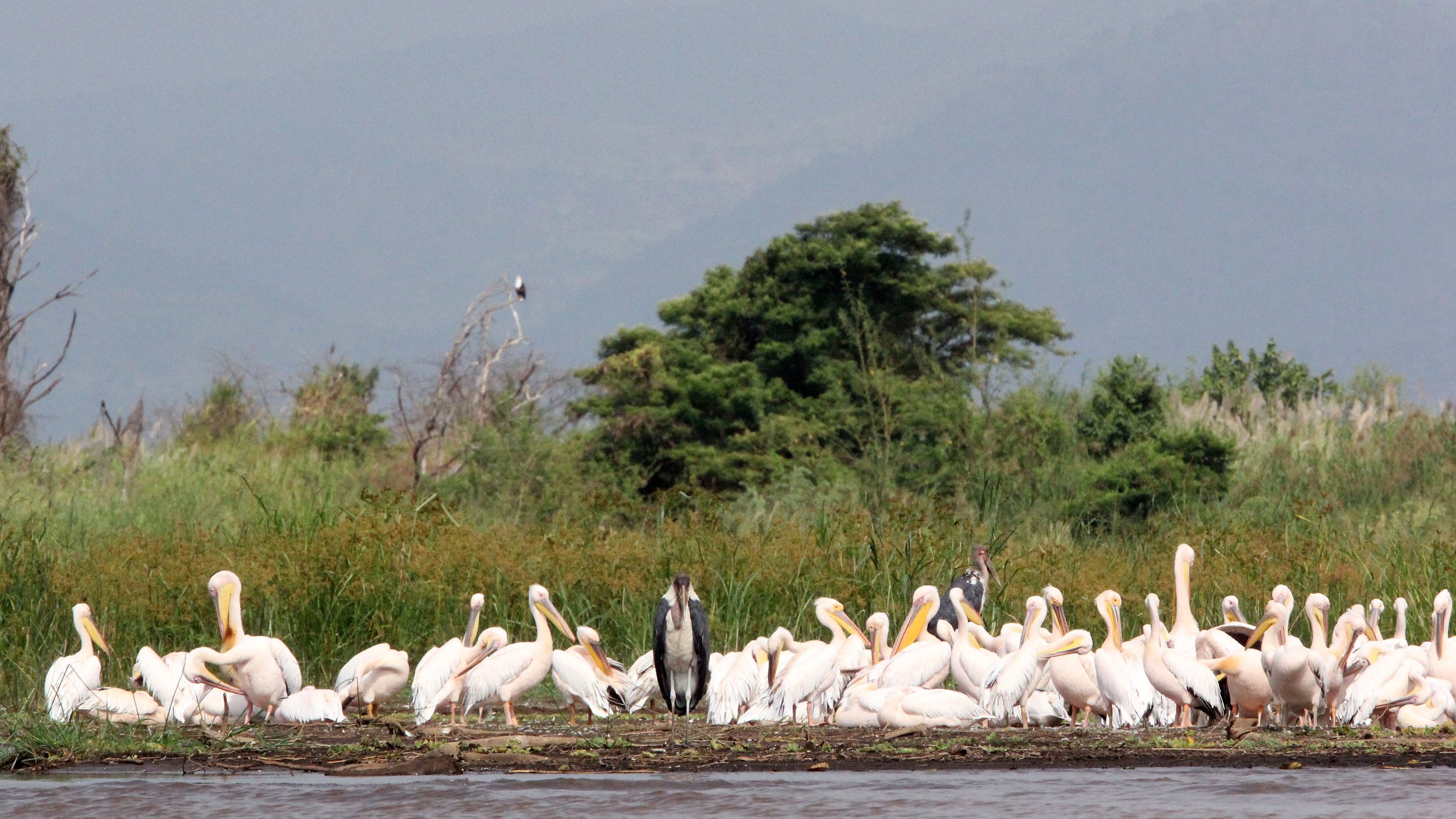 Pelecanus onocrotalus - GREAT-WHITE PELICAN - NECH SAR NATIONAL PARK (7).JPG