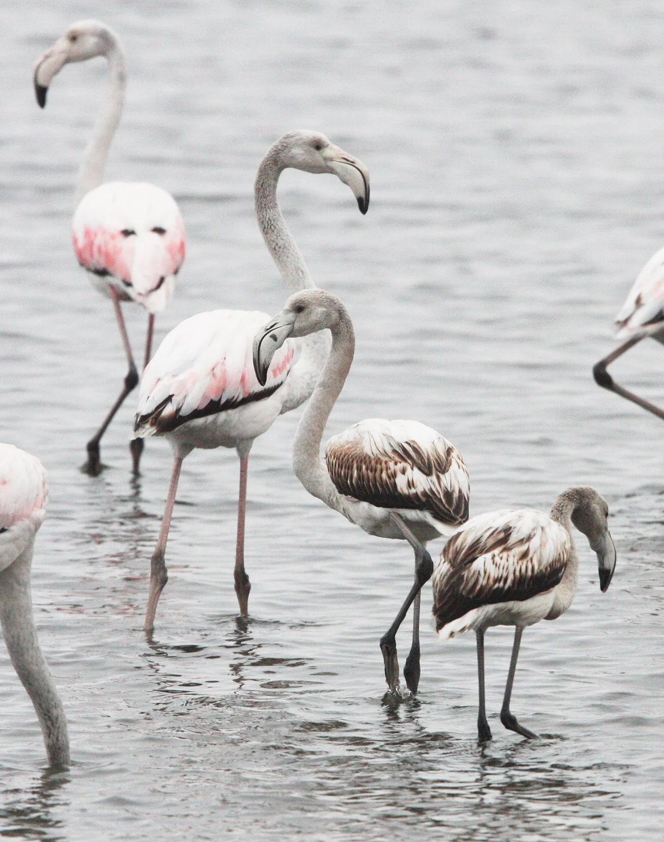 Phoenicopterus roseus - Greater Flamingo - Walvis Bay Namibia (18).JPG